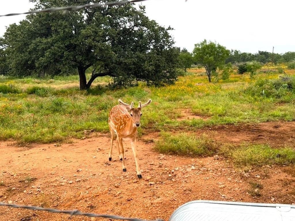 35 acres in Llano County - photo 8