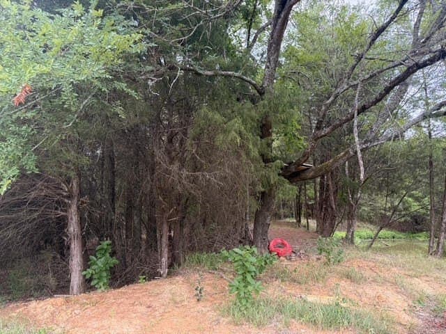 28 acres in Henderson County gallery image 4