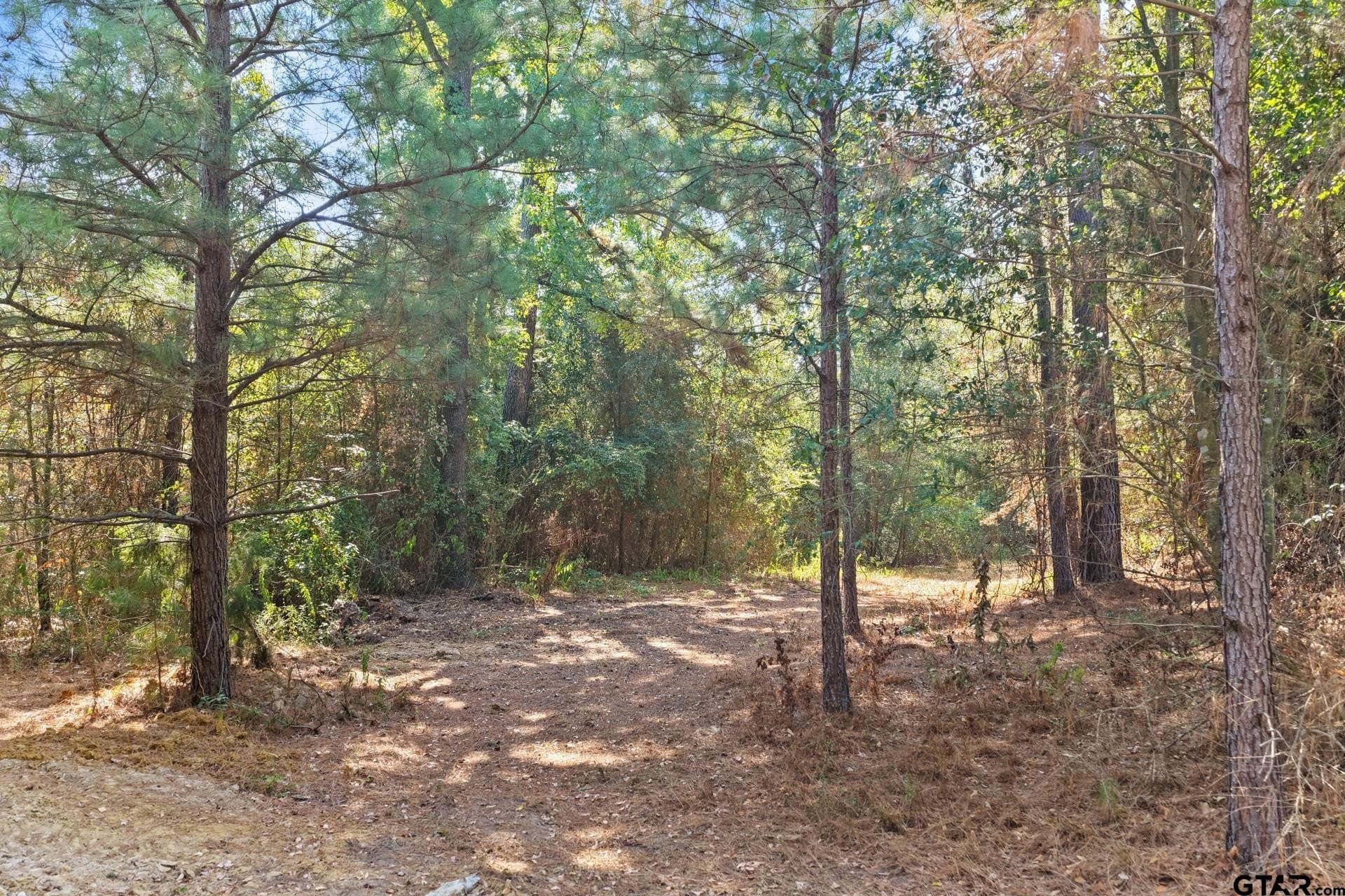 97.56 acres in Camp County - photo 39