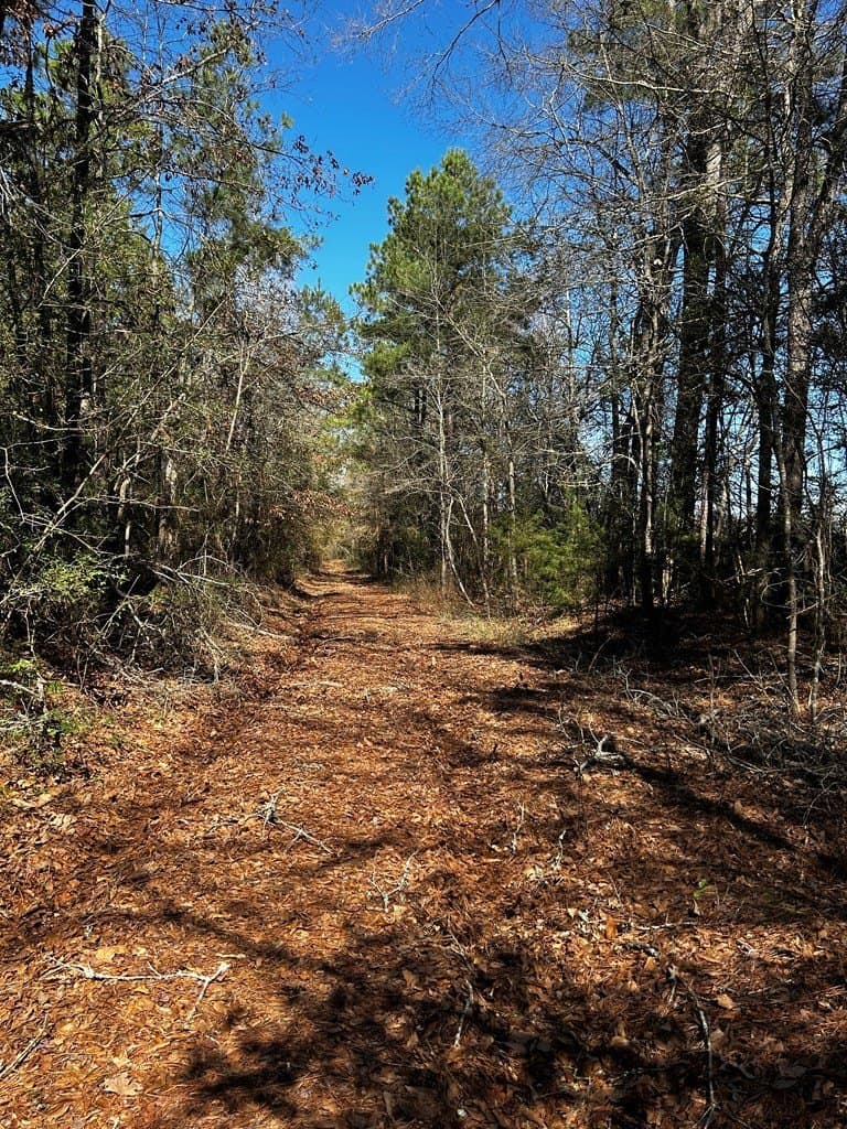 50 acres in Texas County gallery image 2