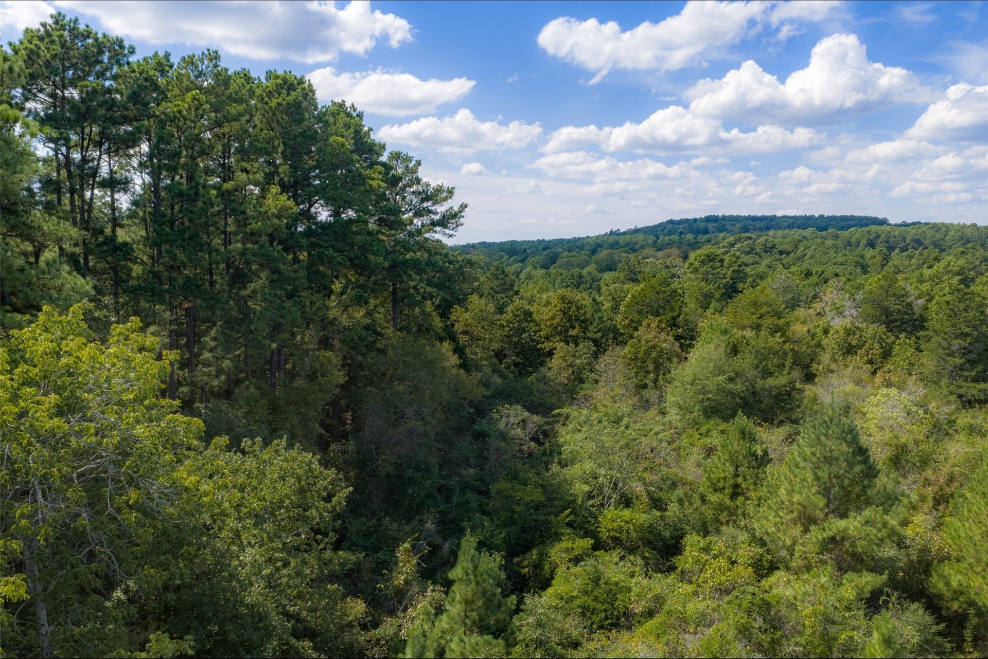 24.99 acres in Anderson County - photo 5