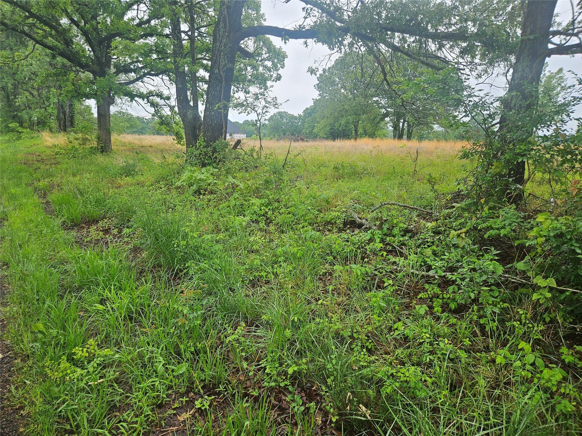 3 acres in Lamar County gallery image 4
