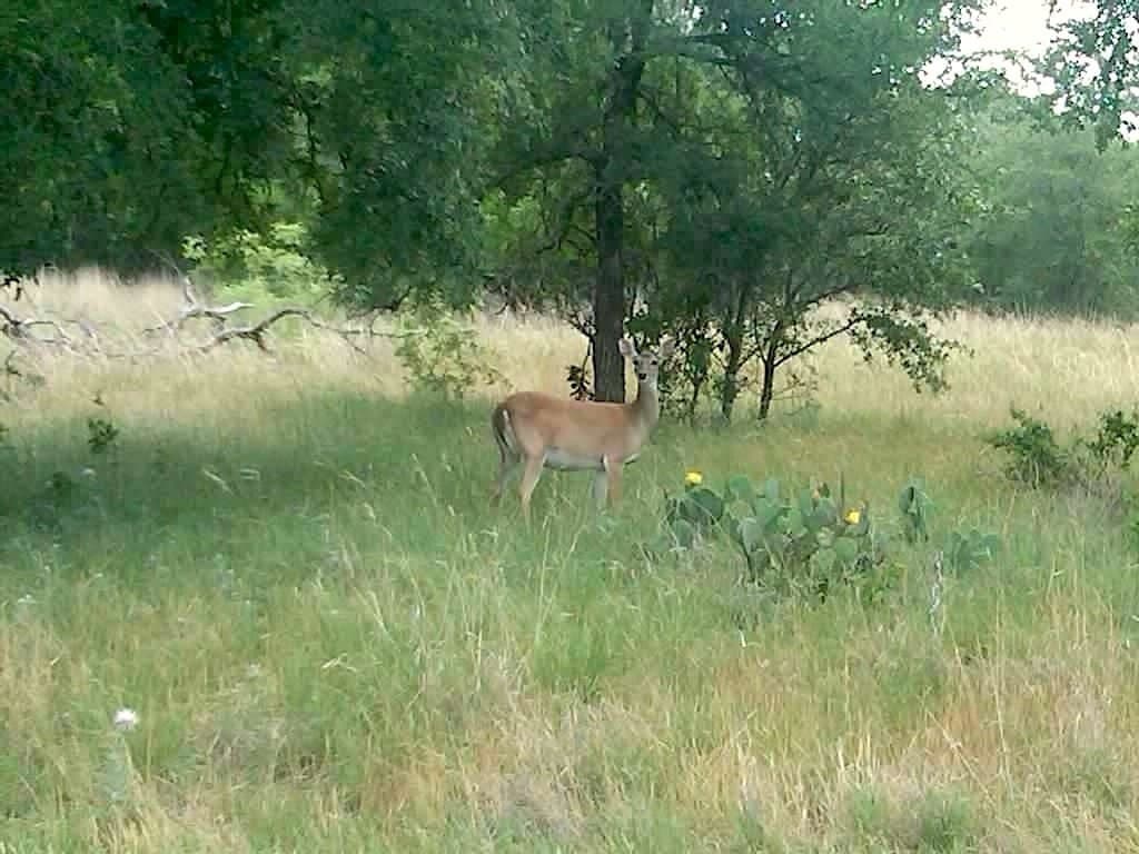 58 acres in Limestone County - photo 35