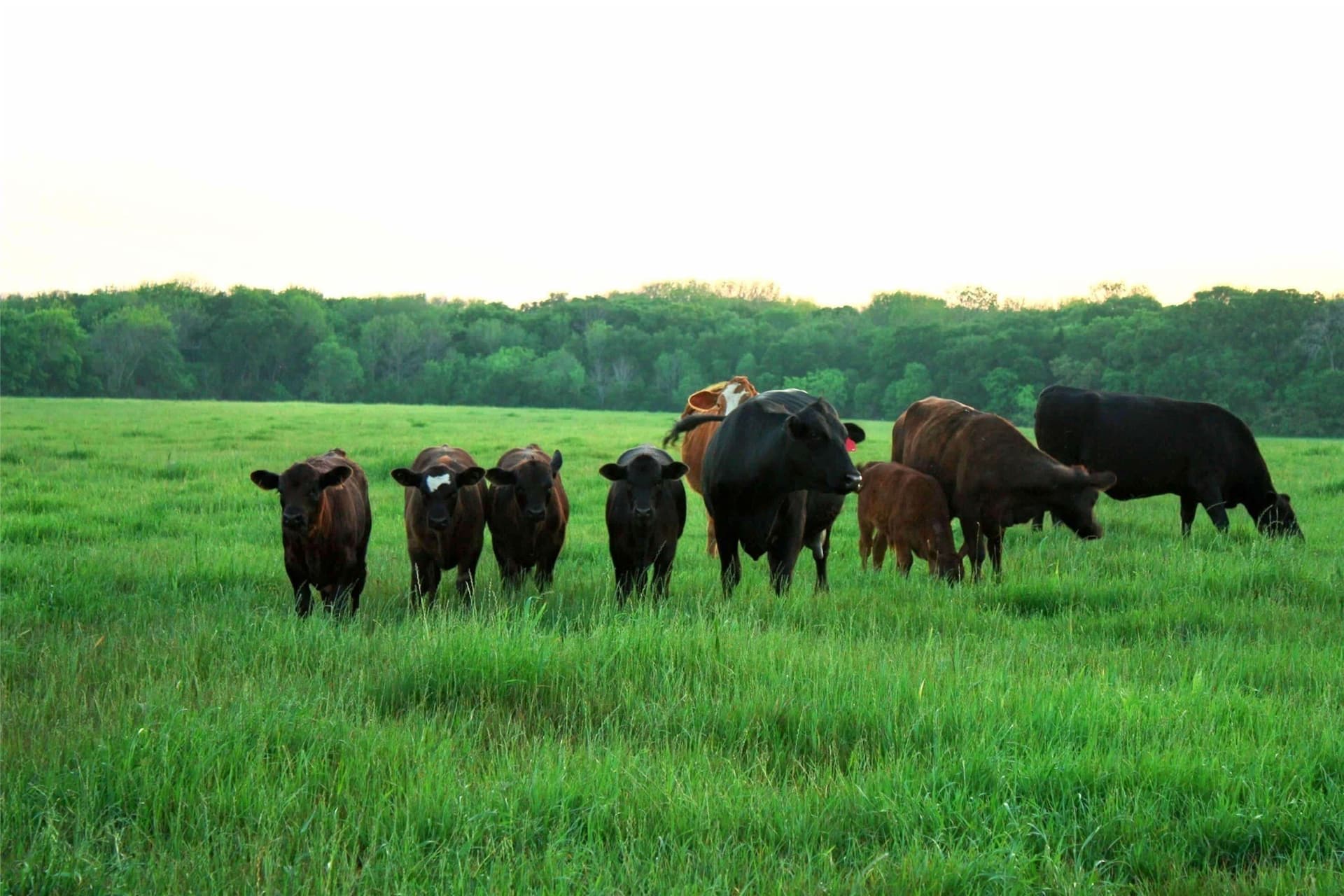58 acres in Limestone County - photo 31