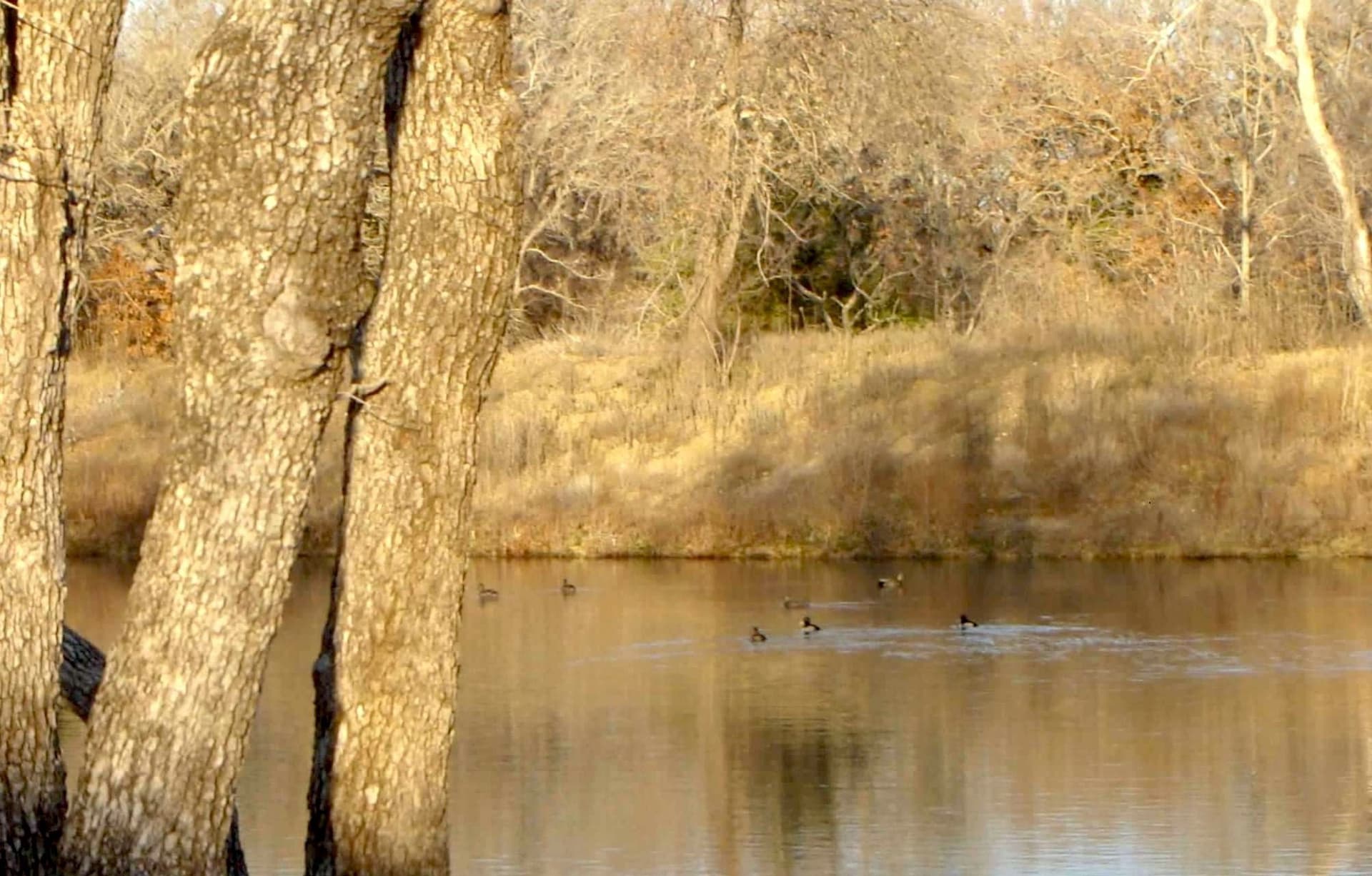 58 acres in Limestone County - photo 34