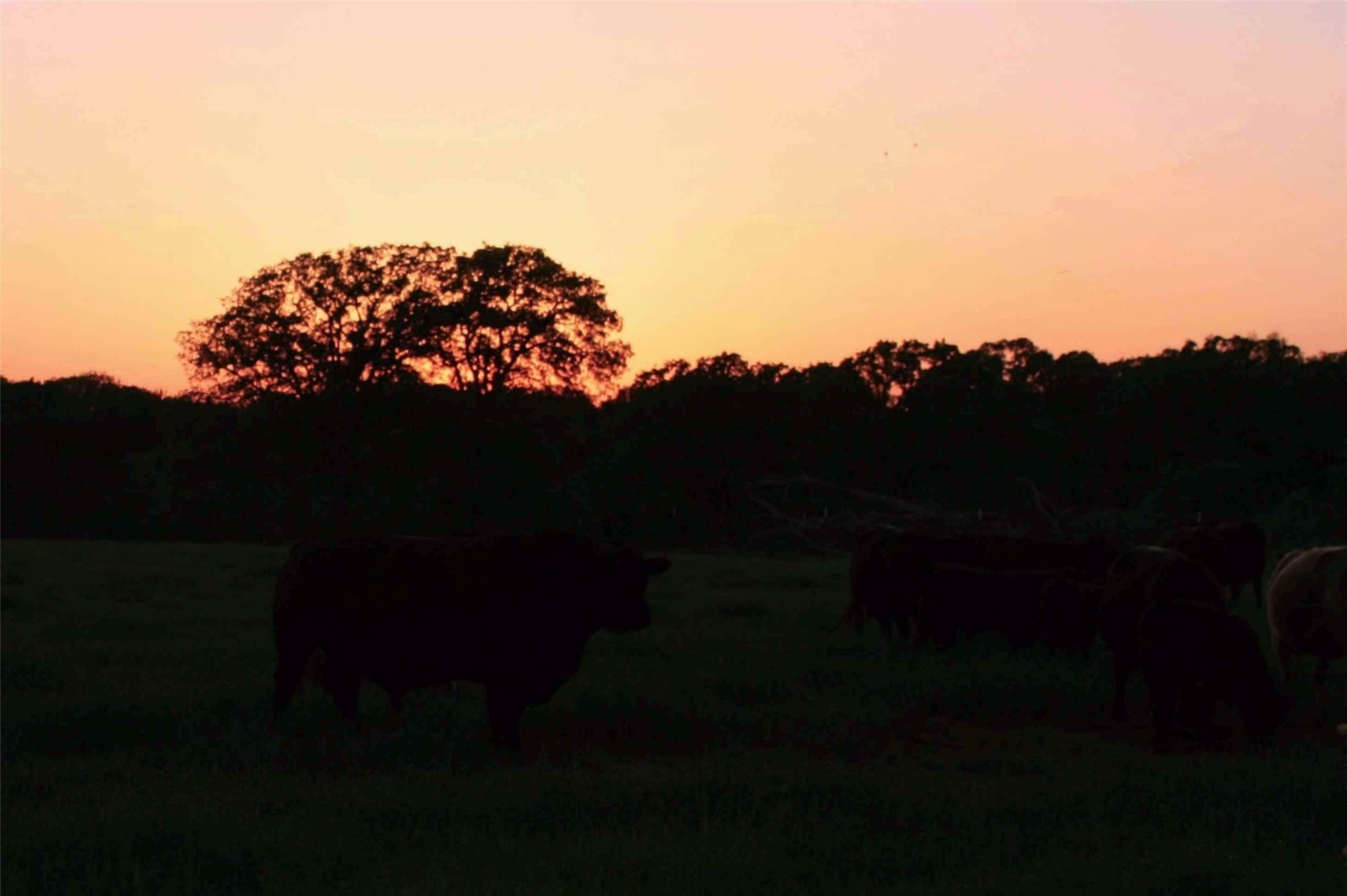 58 acres in Limestone County - photo 39