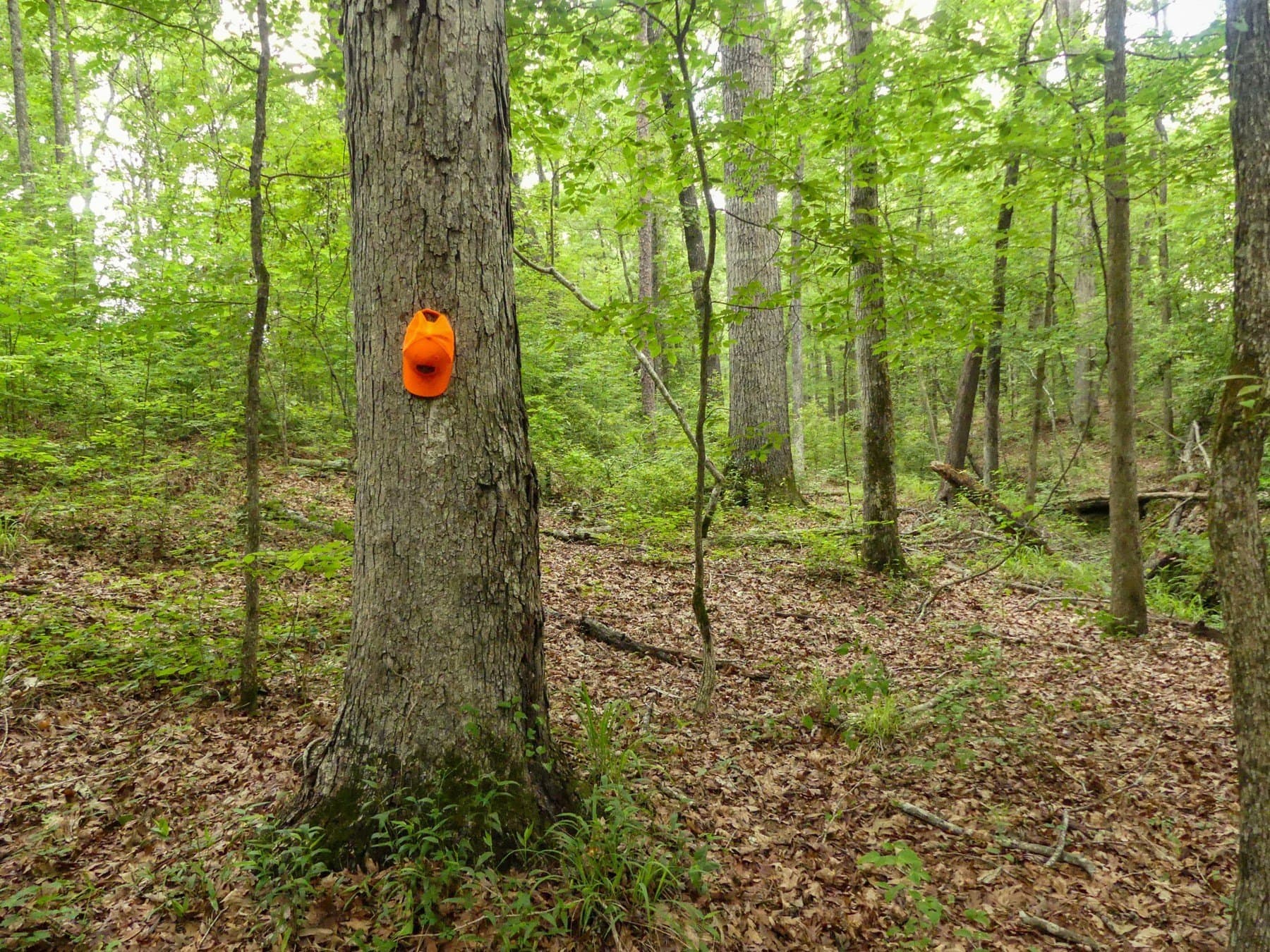 129.89 acres in Marion County - photo 35