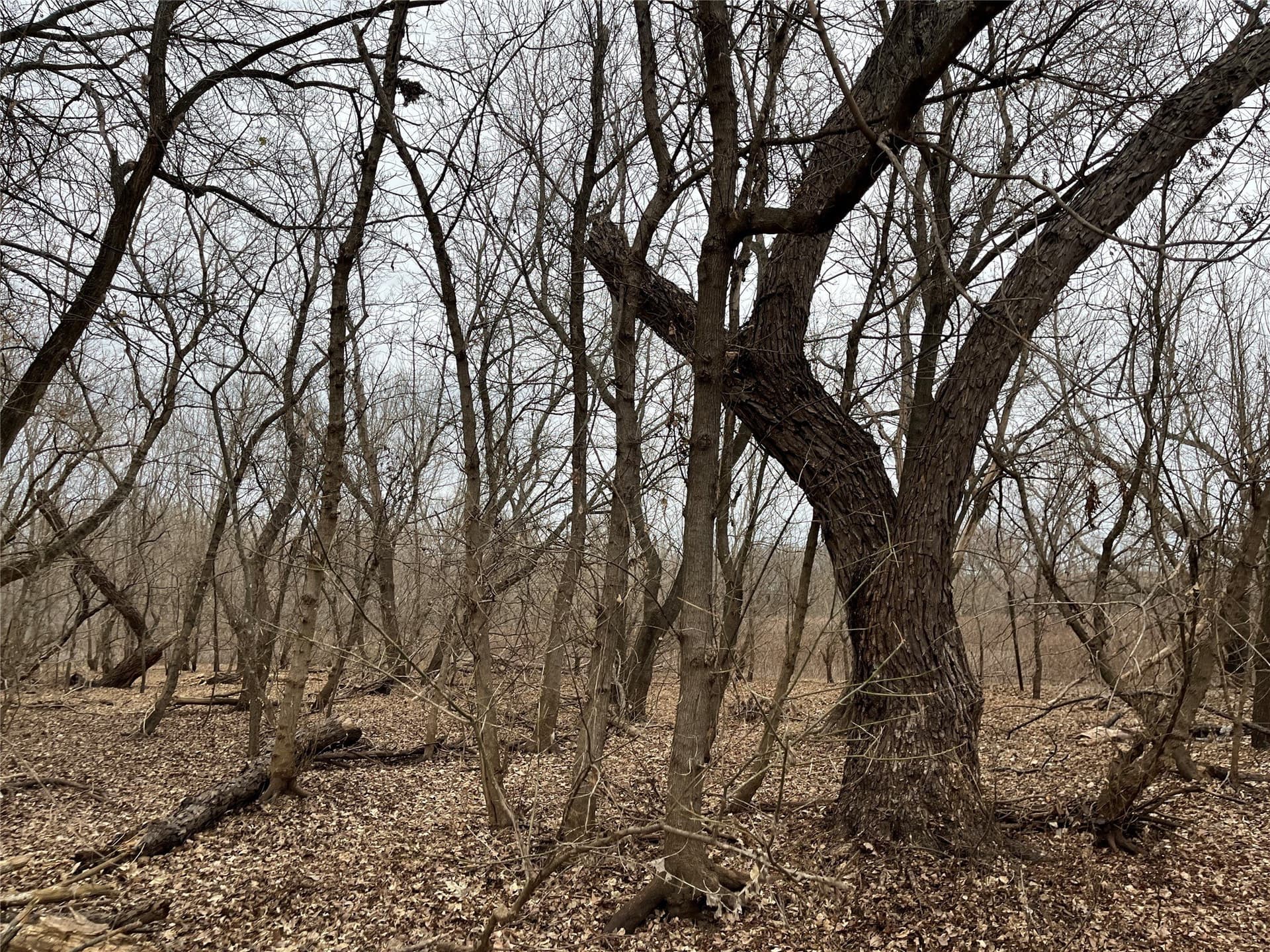 24.78 acres in Montague County - photo 26