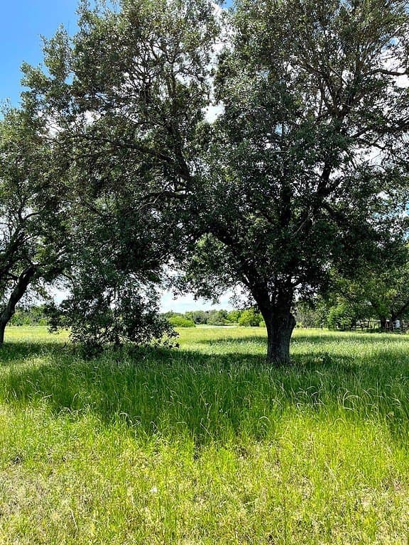 14.24 acres in Colorado County featured view