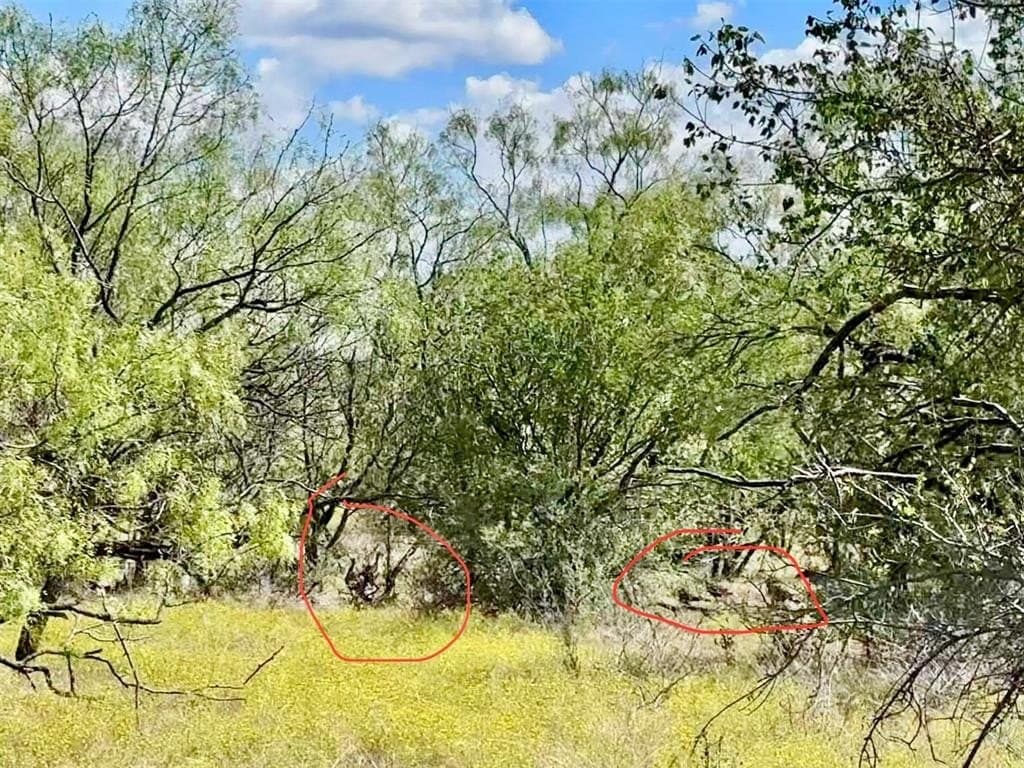 20 acres in Callahan County gallery image 3