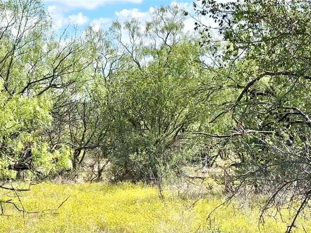 20 acres in Callahan County gallery image 4