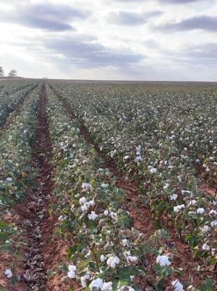 633.73 acres in Terry County - photo 3