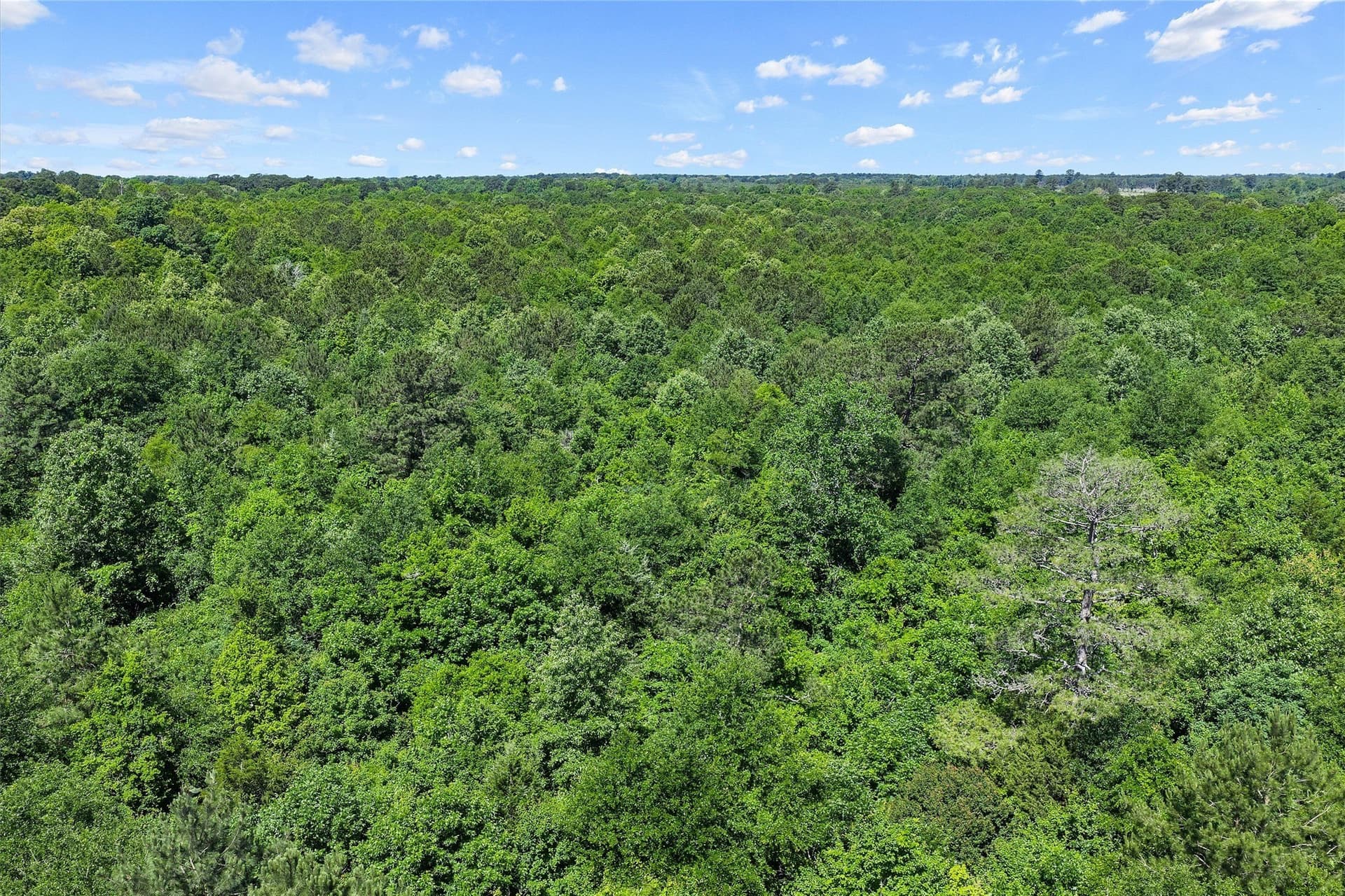 106 acres in Panola County - photo 6