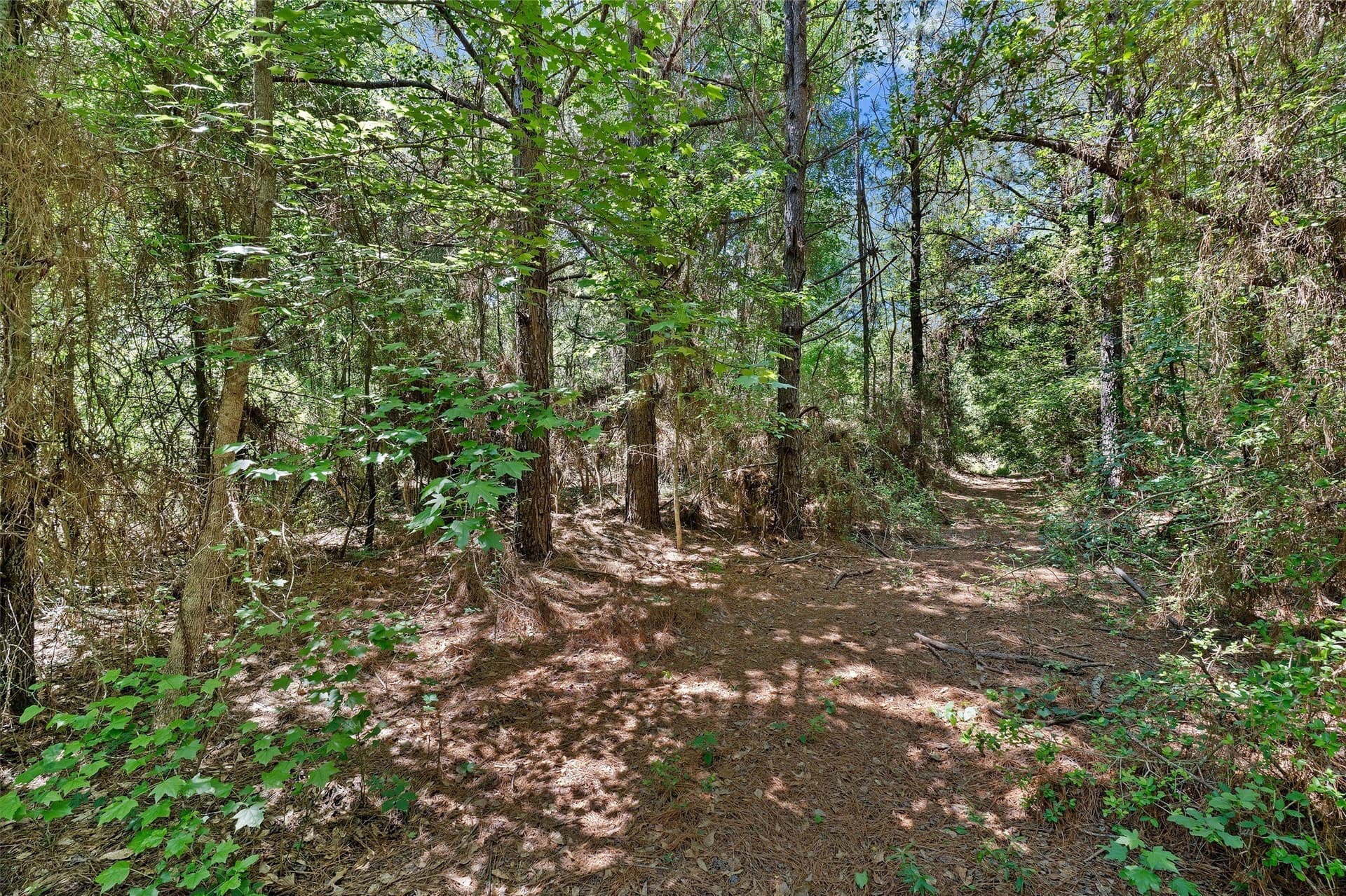 106 acres in Panola County - photo 23