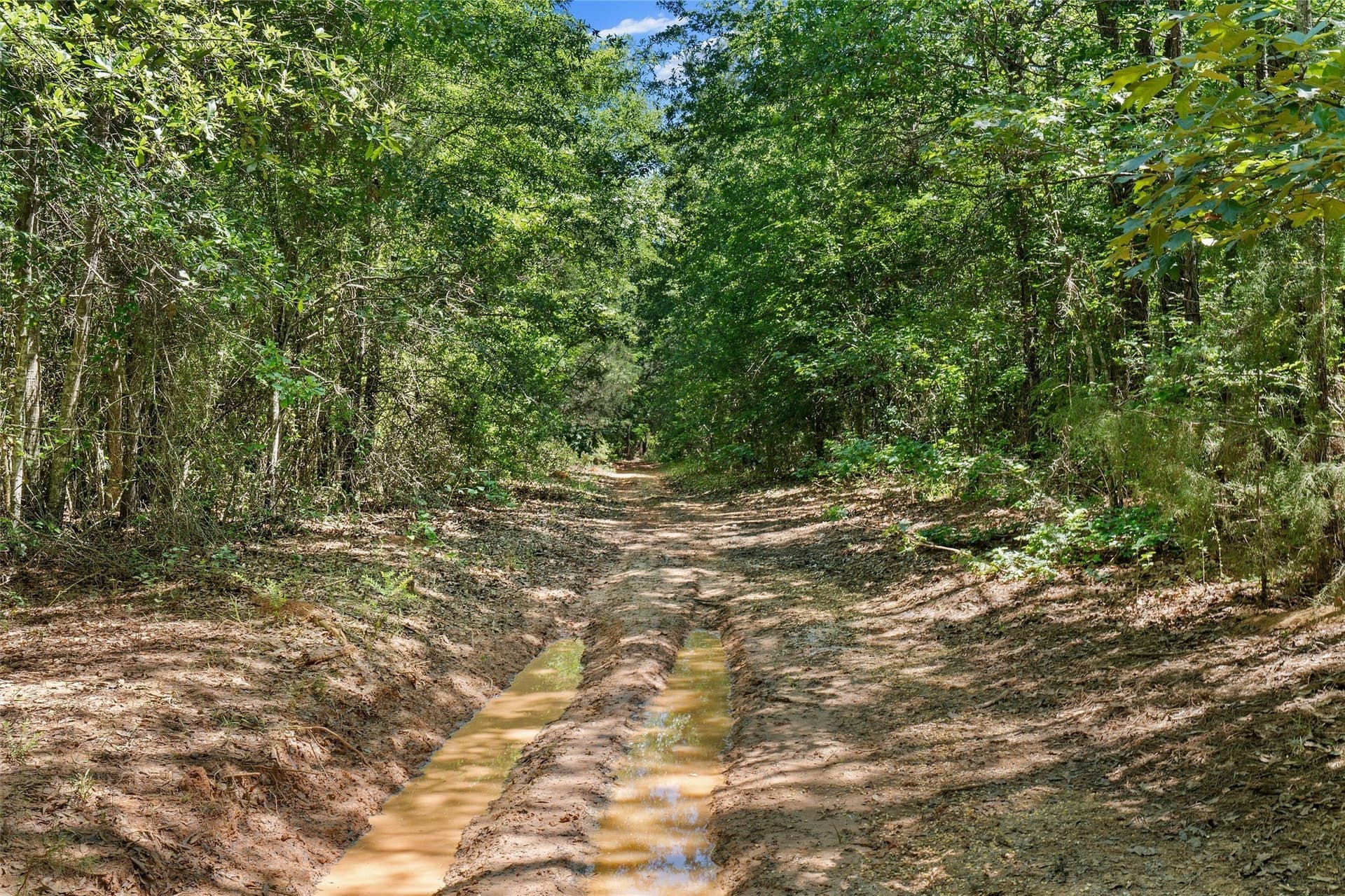 106 acres in Panola County - photo 9