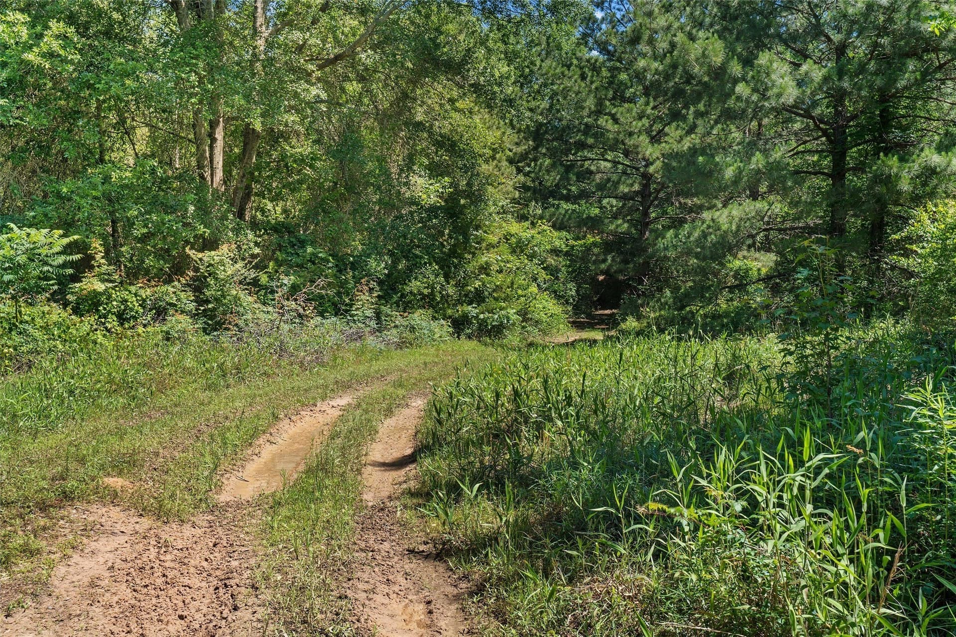 106 acres in Panola County - photo 10