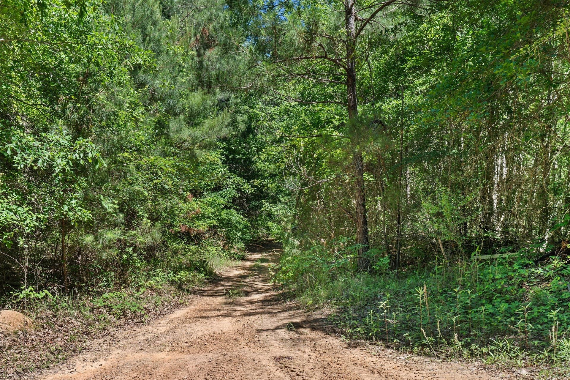 106 acres in Panola County - photo 8