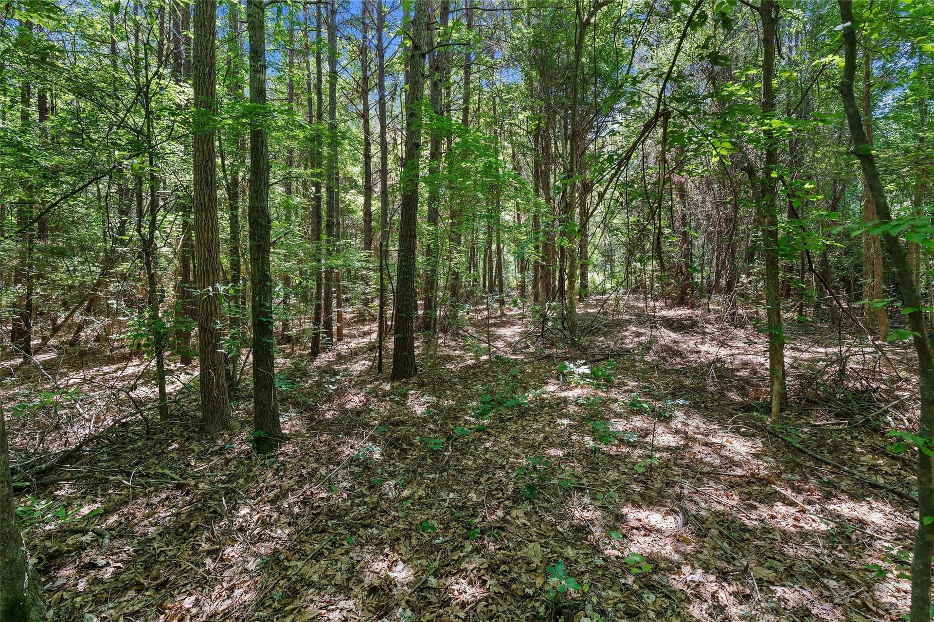106 acres in Panola County - photo 17