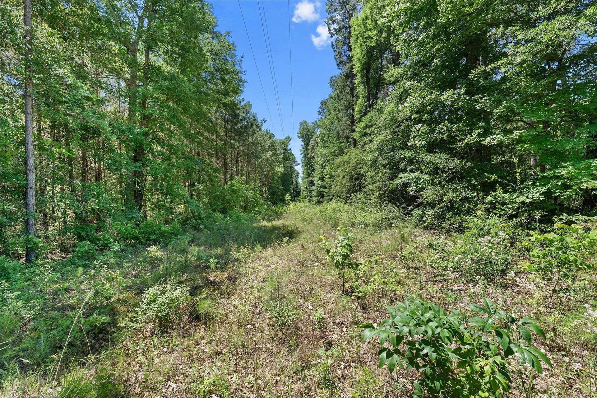 106 acres in Panola County - photo 24