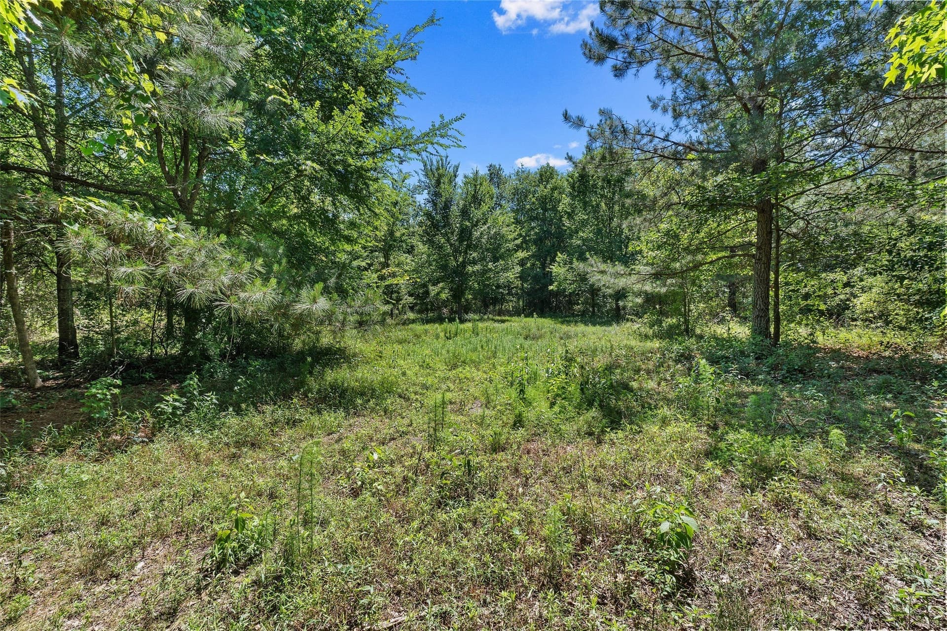 106 acres in Panola County - photo 12