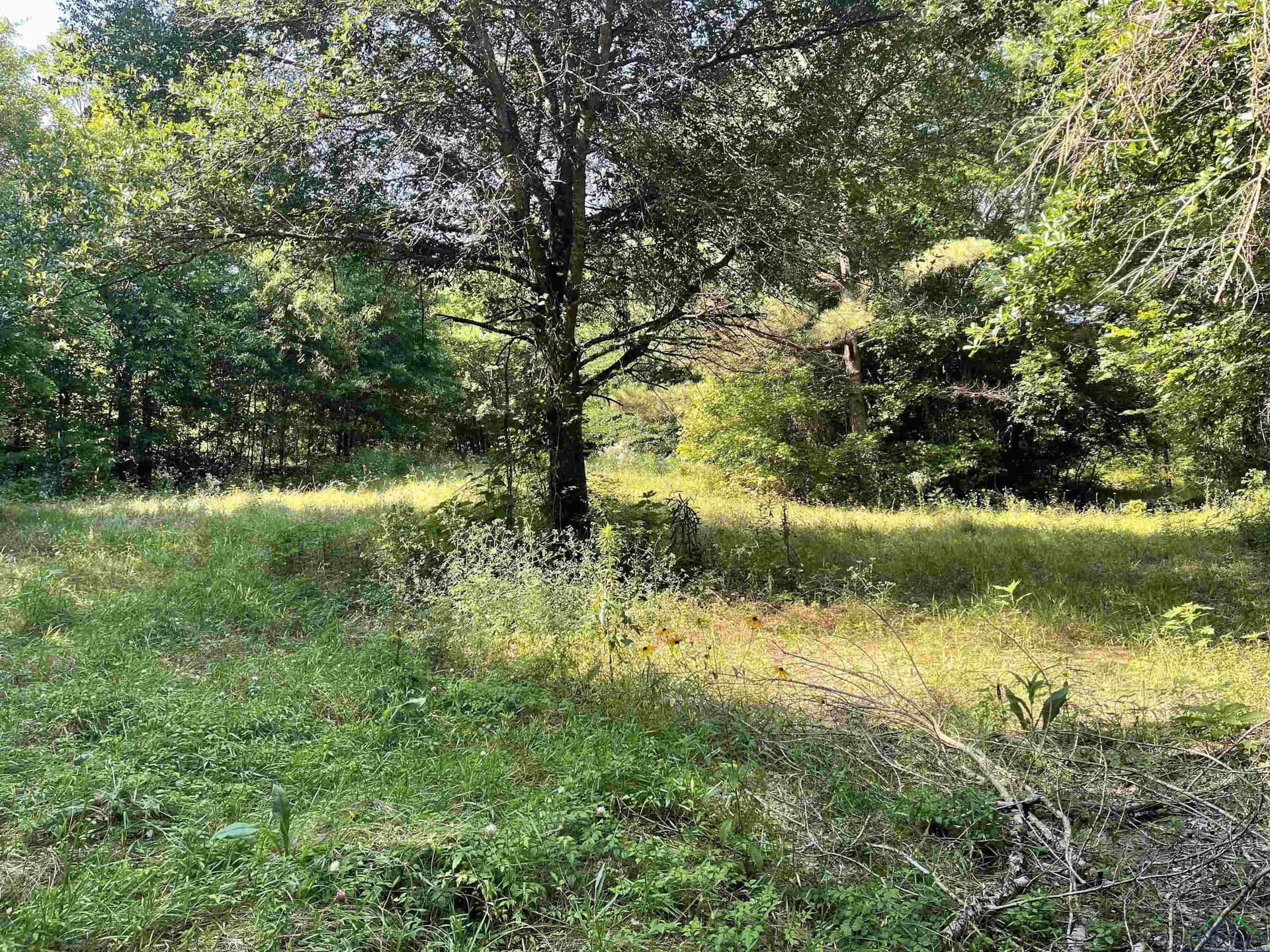 19.86 acres in Wood County gallery image 3