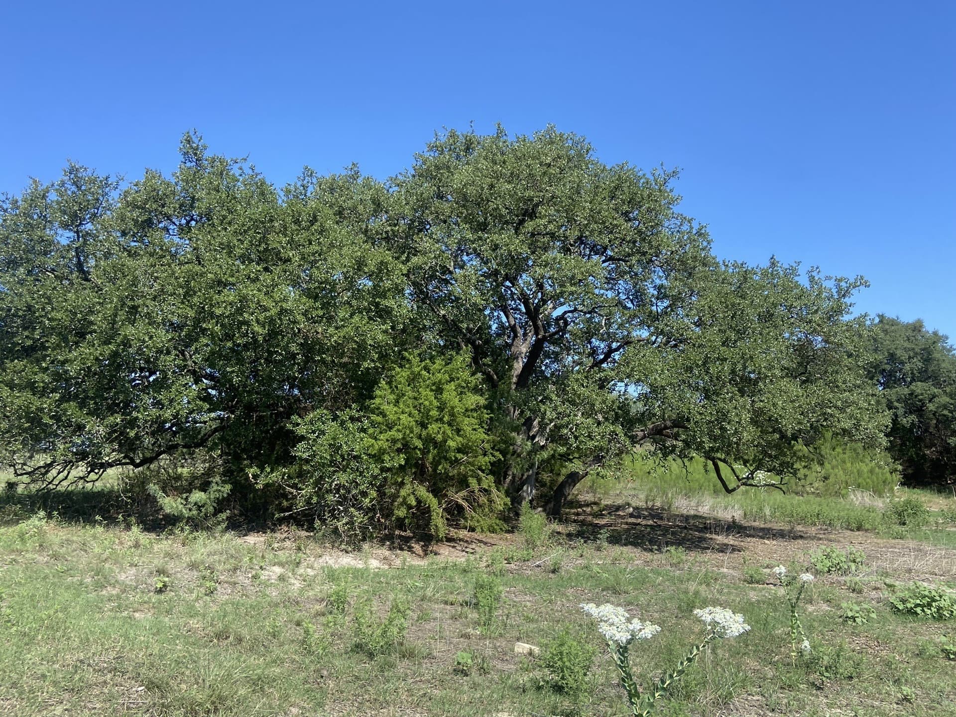 177.29 acres in Mills County - photo 12