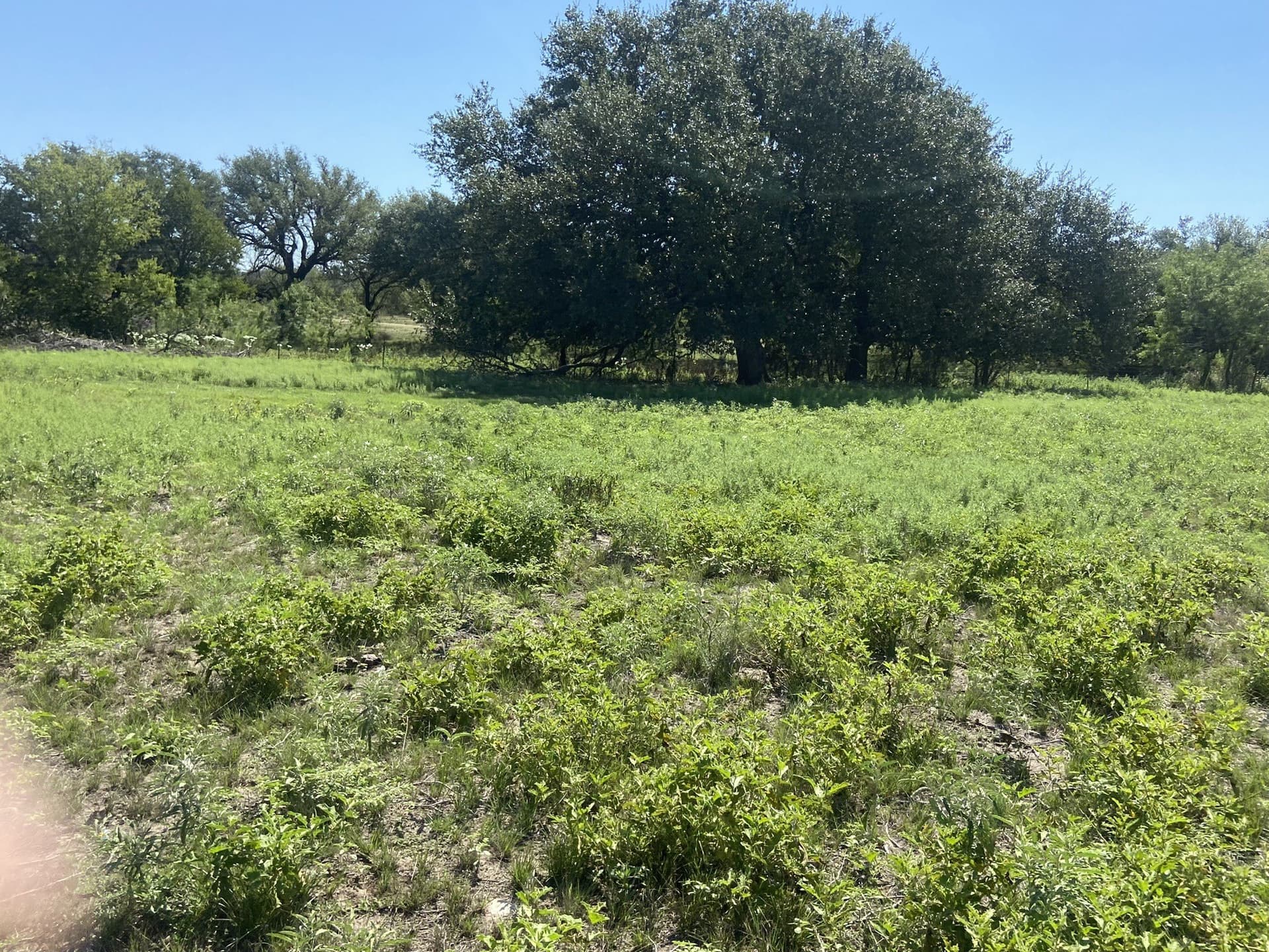 177.29 acres in Mills County - photo 9