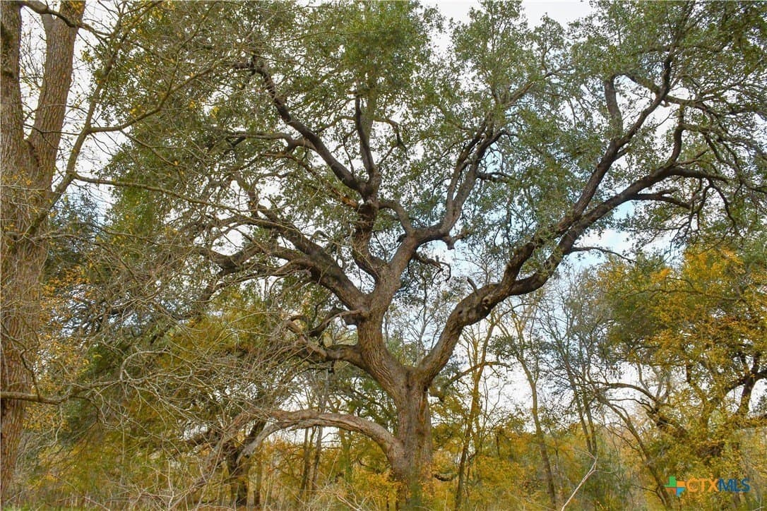 15.45 acres in Guadalupe County gallery image 3