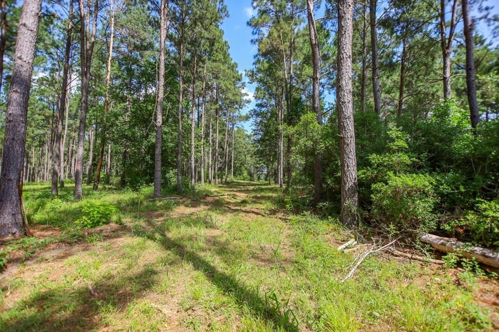10.04 acres in Texas County gallery image 3