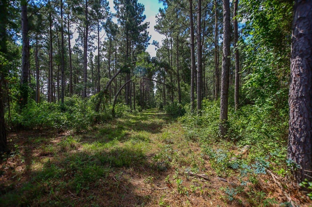 10.04 acres in Texas County featured view