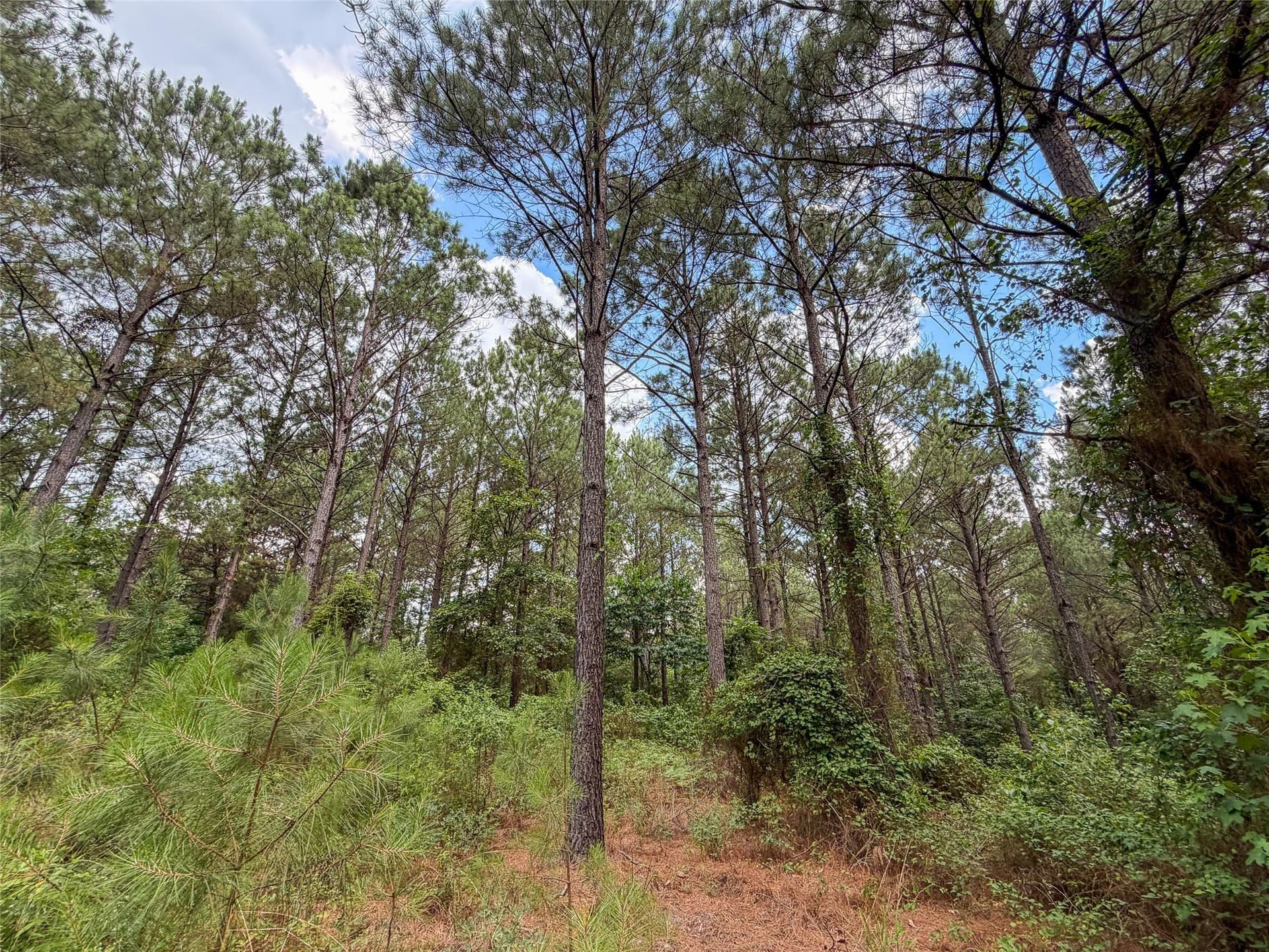 421.97 acres in Camp County - photo 22