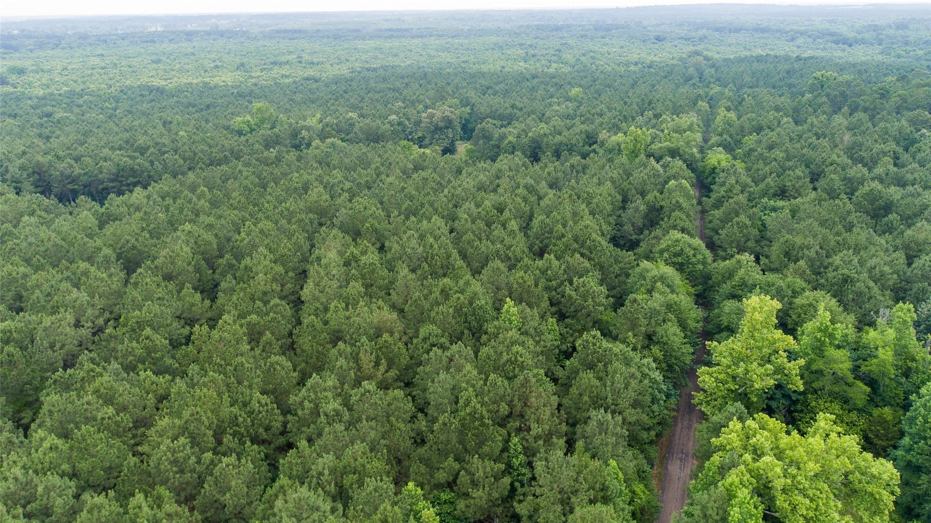 421.97 acres in Camp County gallery image 2