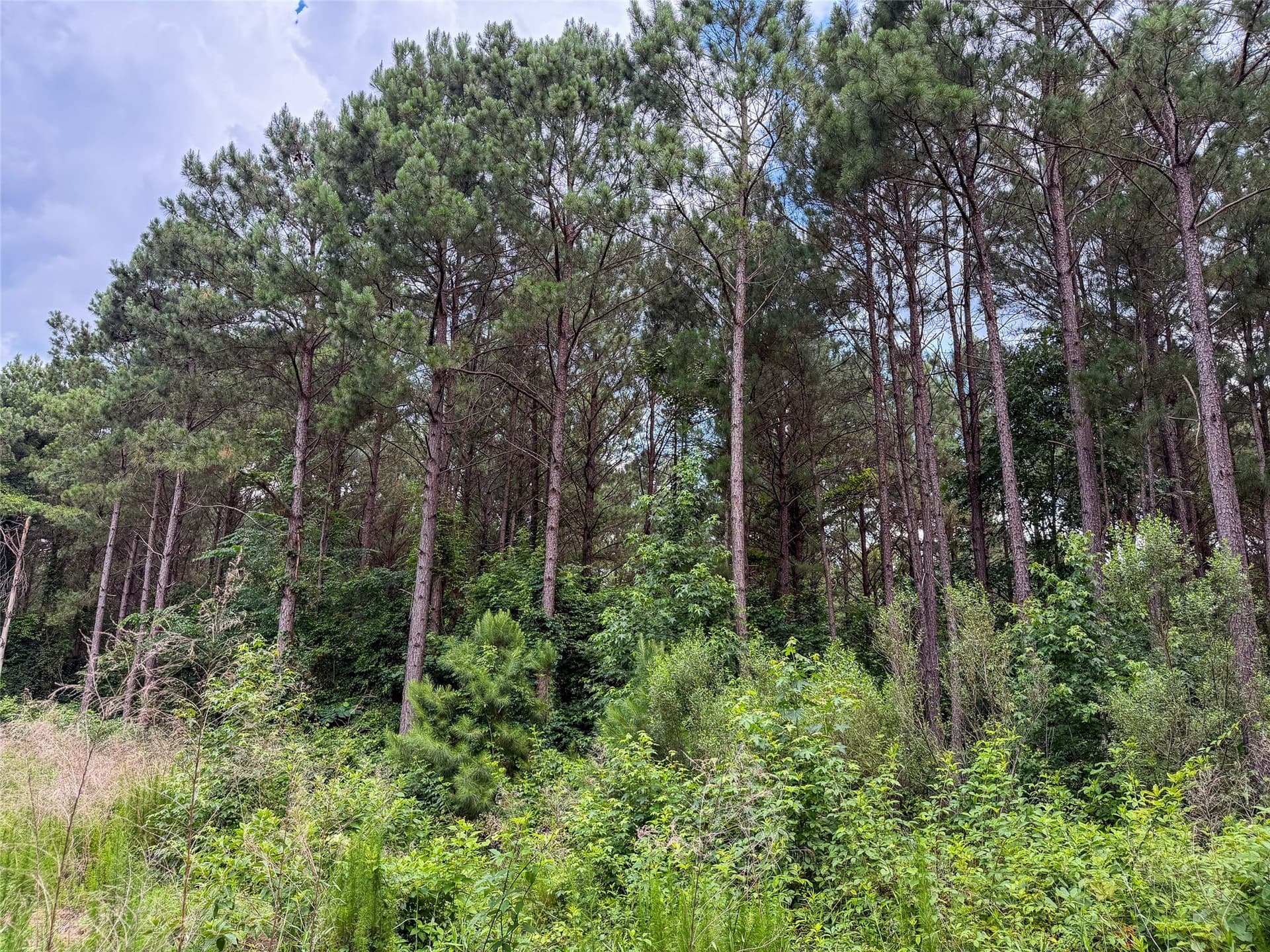 421.97 acres in Camp County - photo 24
