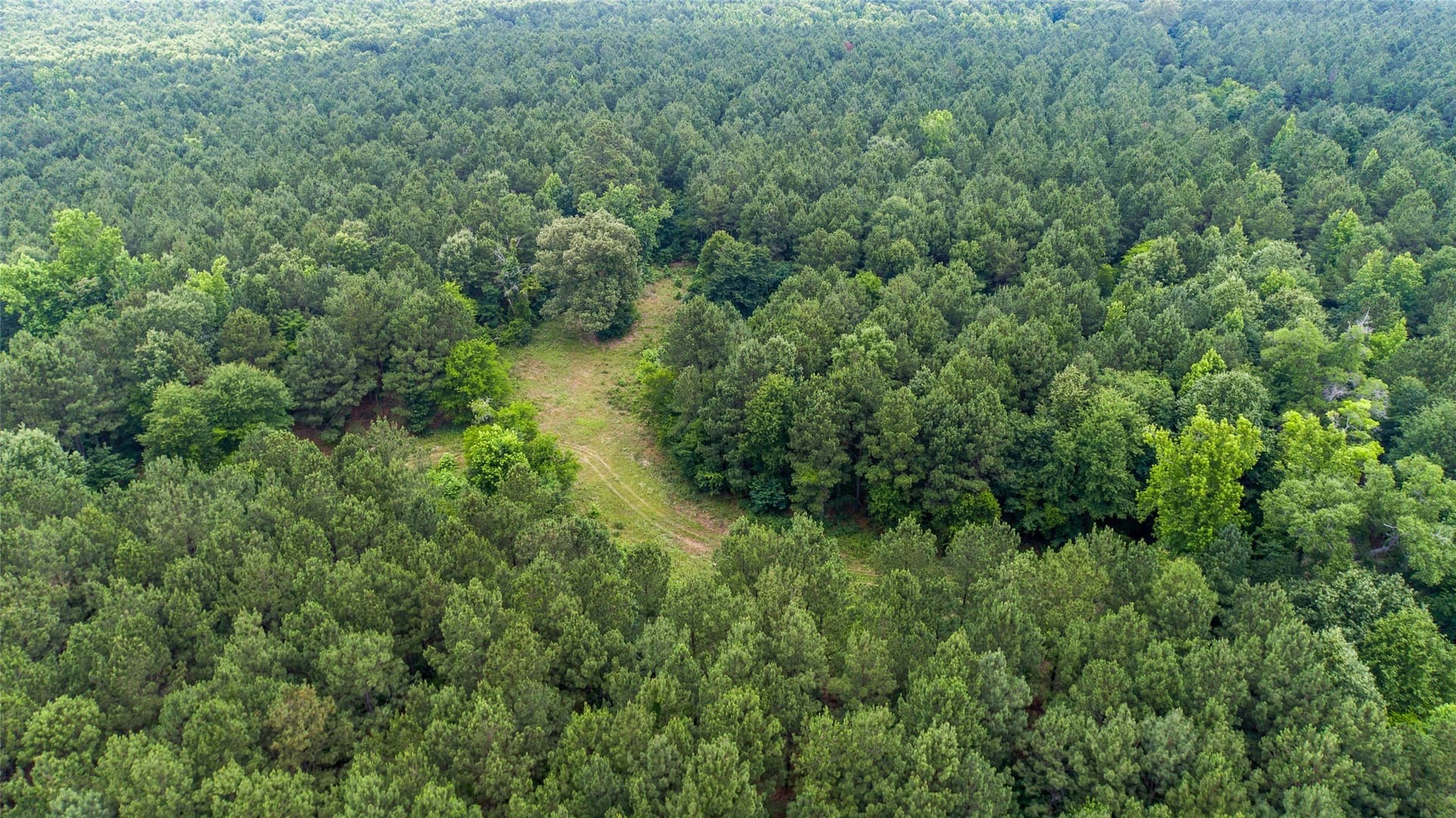 421.97 acres in Camp County gallery image 3