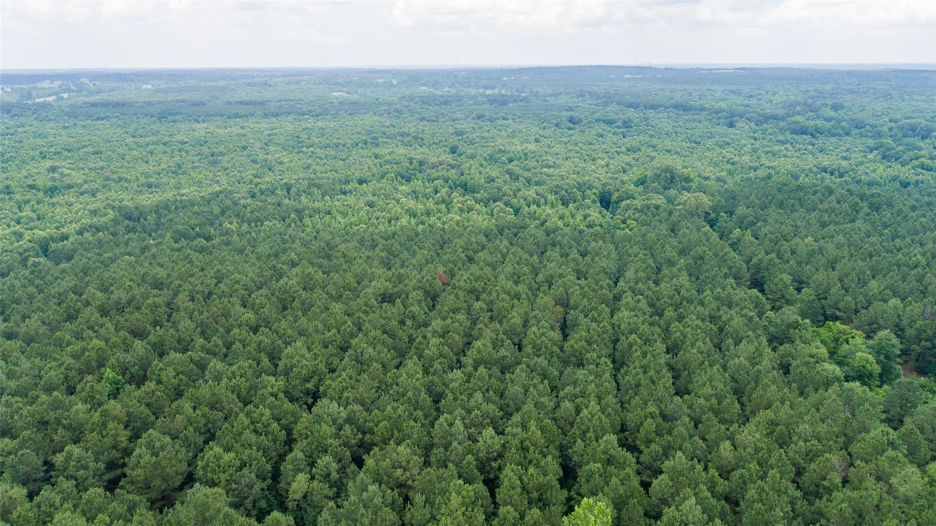 421.97 acres in Camp County featured view