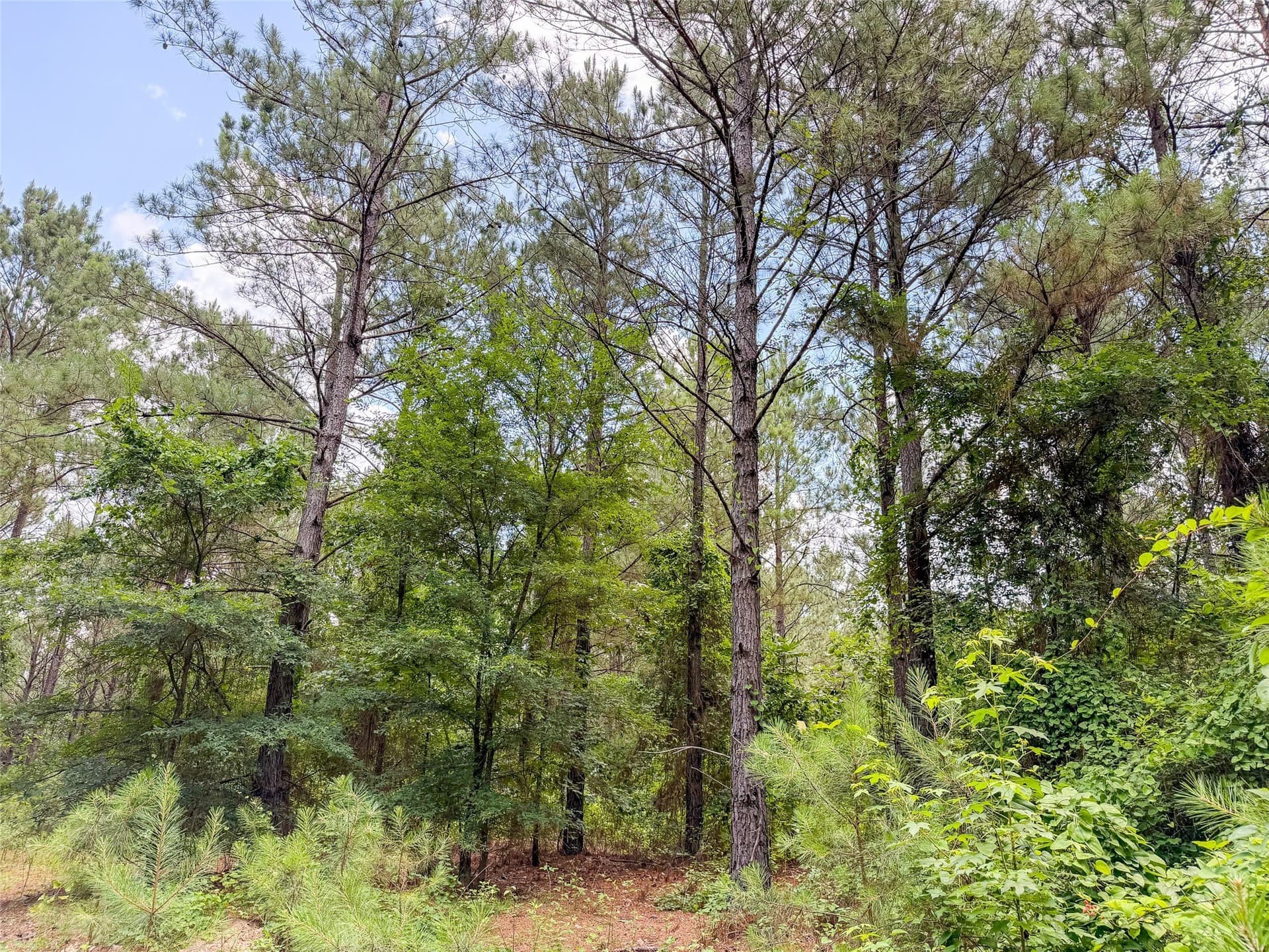 421.97 acres in Camp County - photo 20
