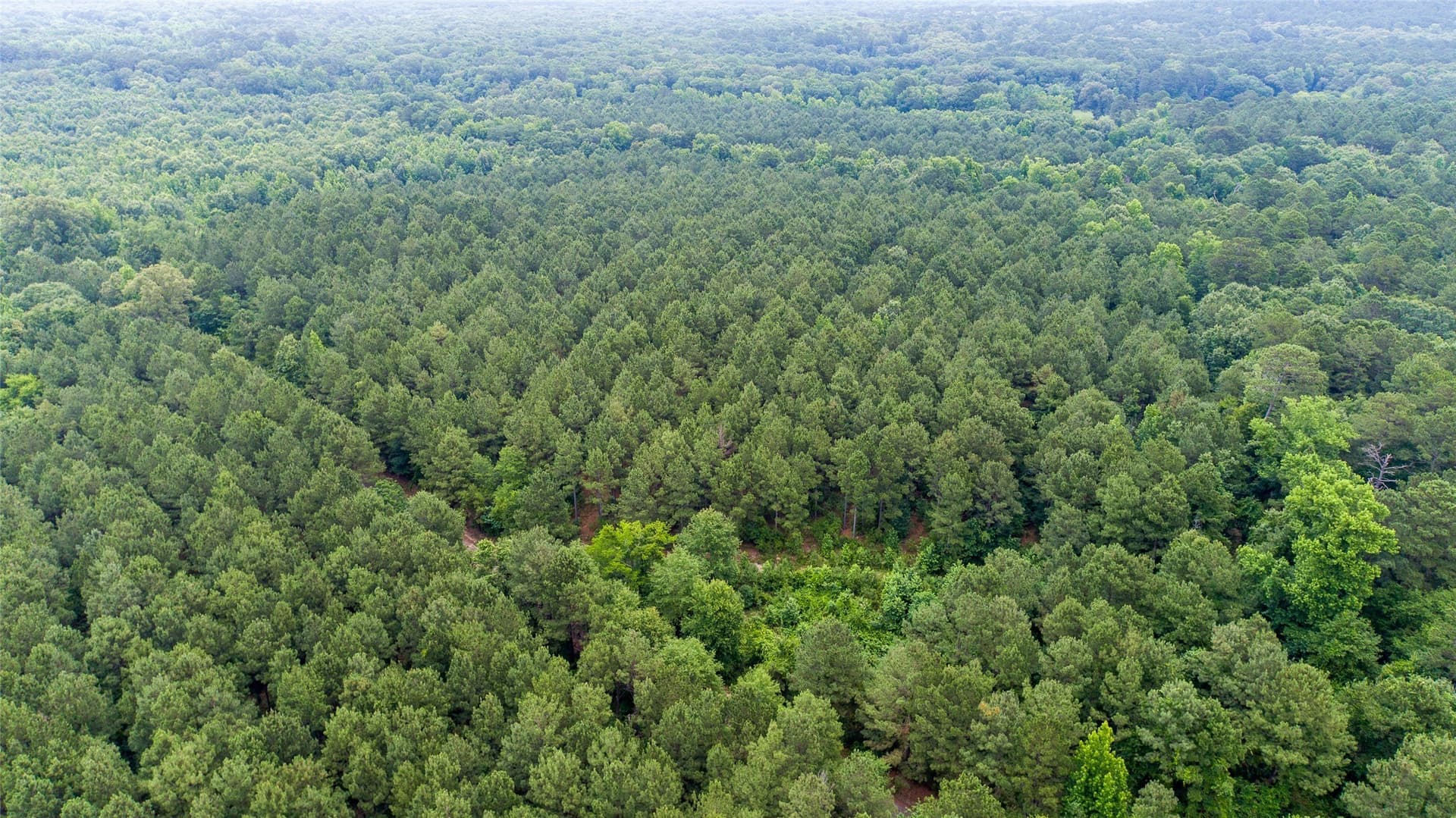 421.97 acres in Camp County - photo 7