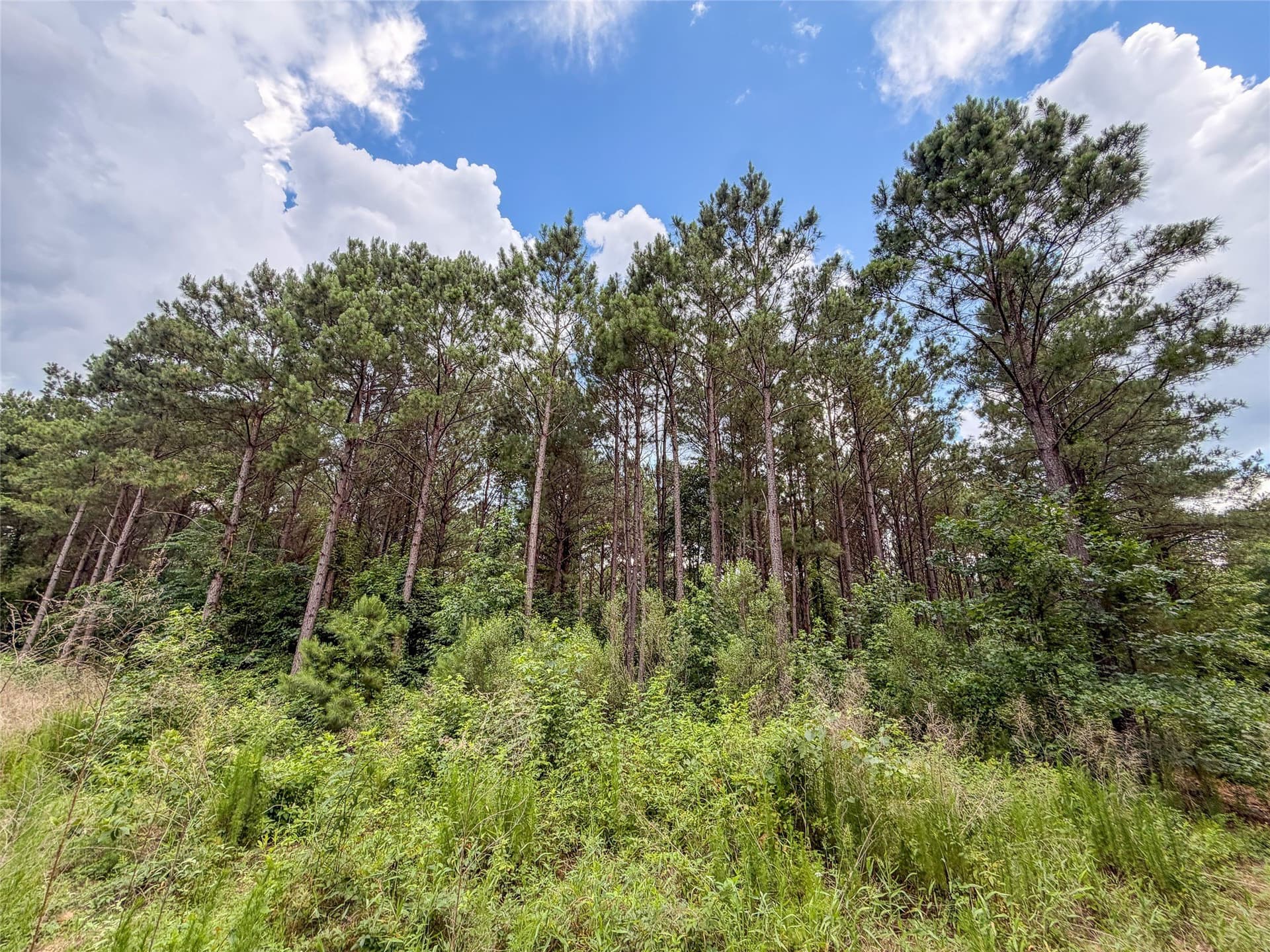 421.97 acres in Camp County - photo 23