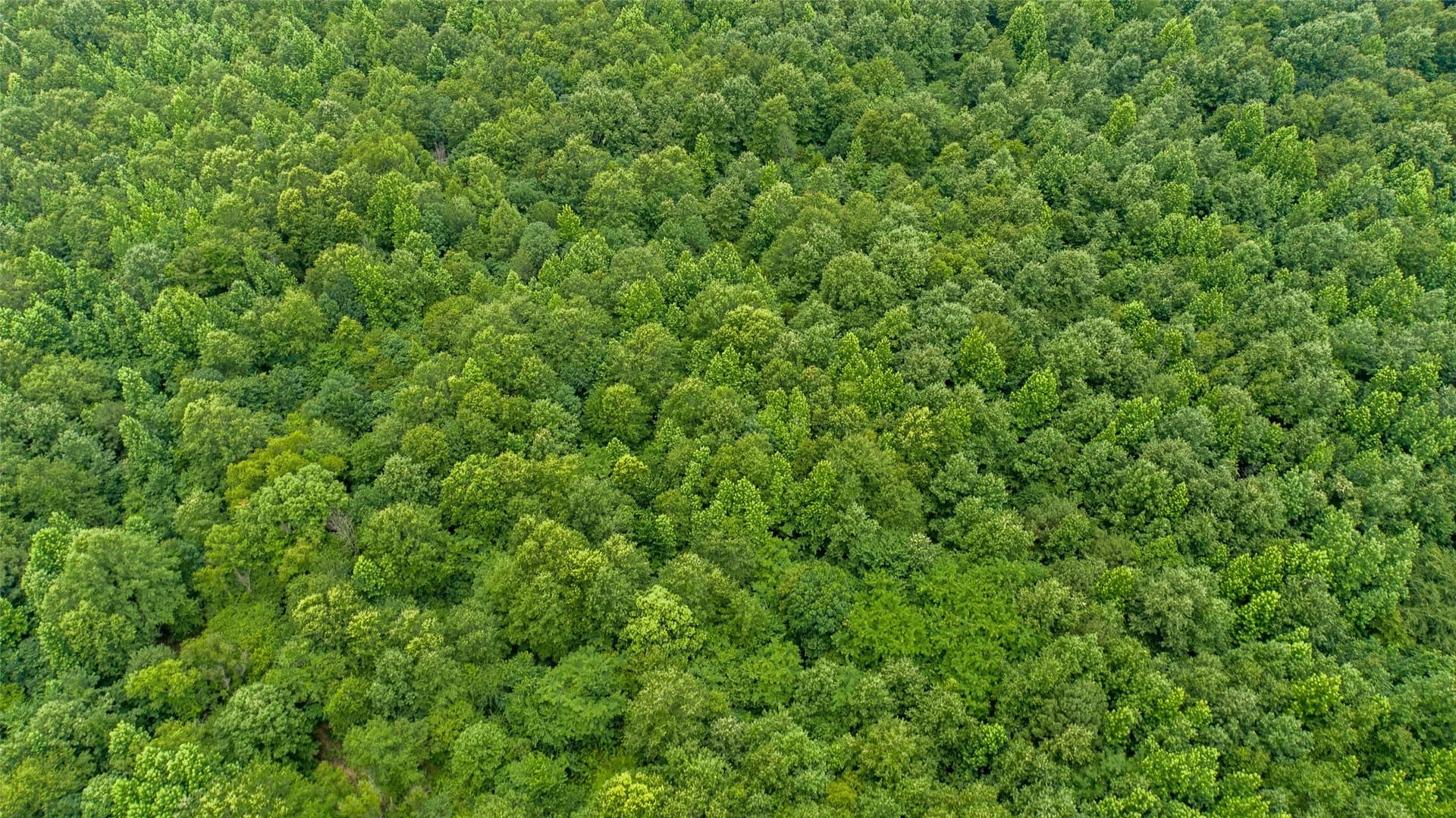 421.97 acres in Camp County - photo 14