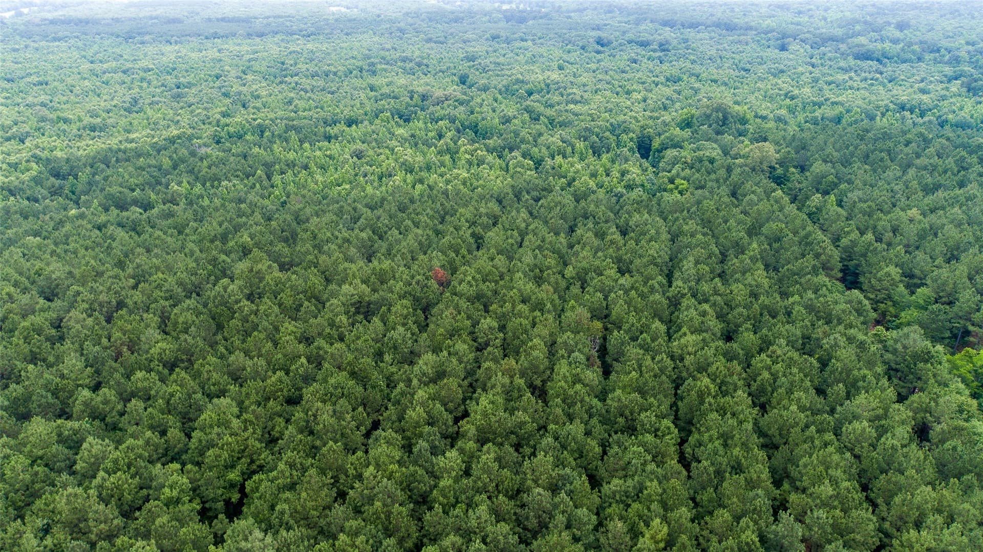 421.97 acres in Camp County - photo 6