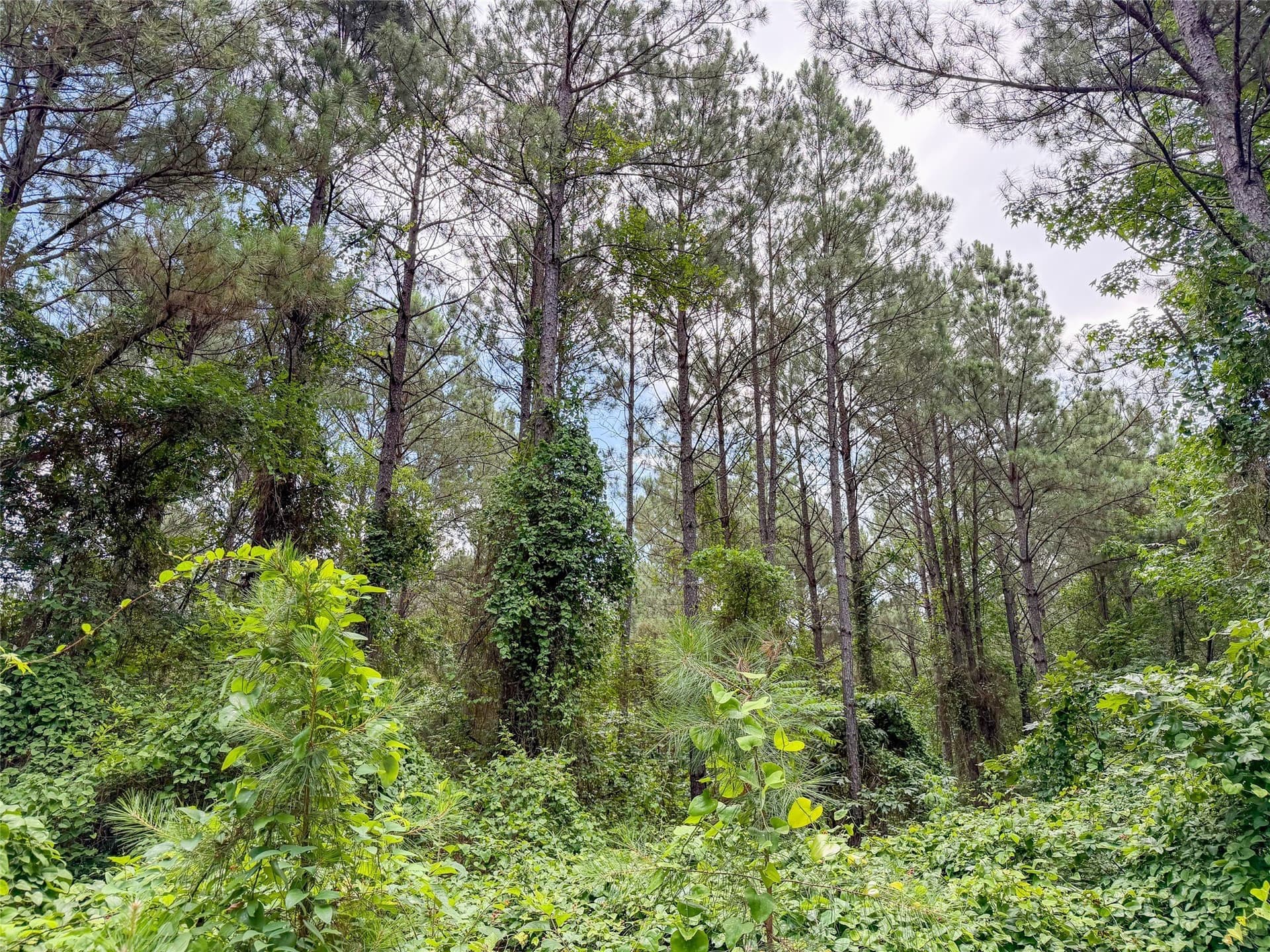 421.97 acres in Camp County - photo 19