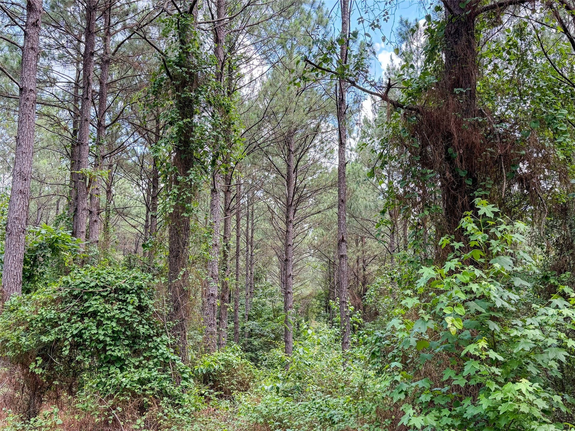 421.97 acres in Camp County - photo 21