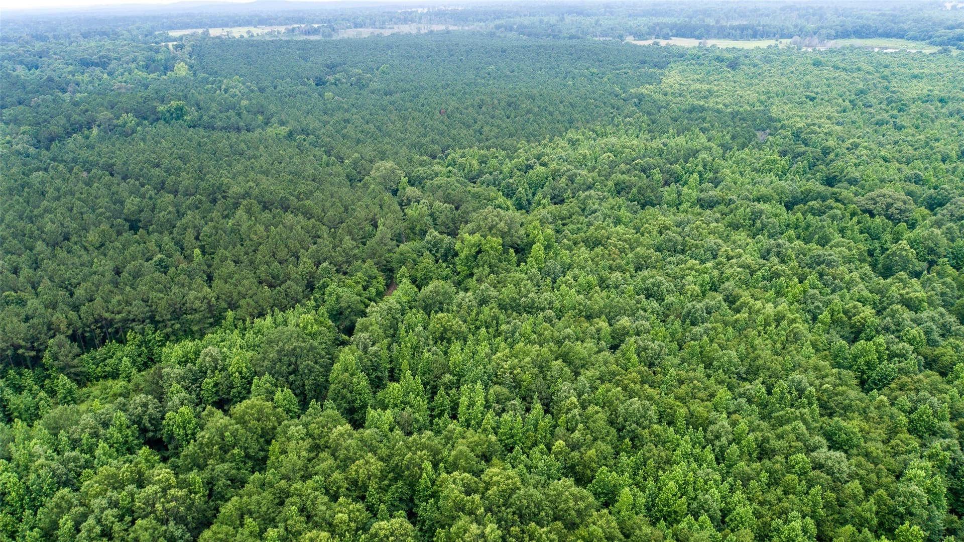 421.97 acres in Camp County - photo 15