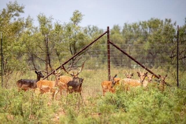 347 acres in Mitchell County - photo 100