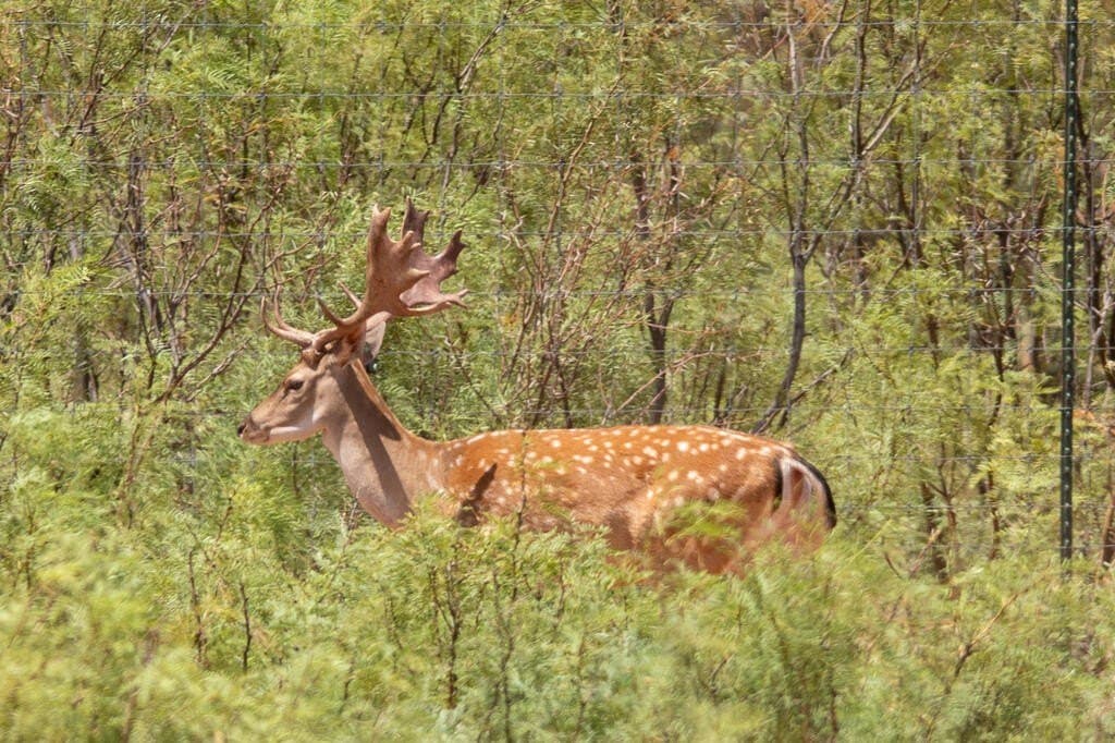347 acres in Mitchell County - photo 102