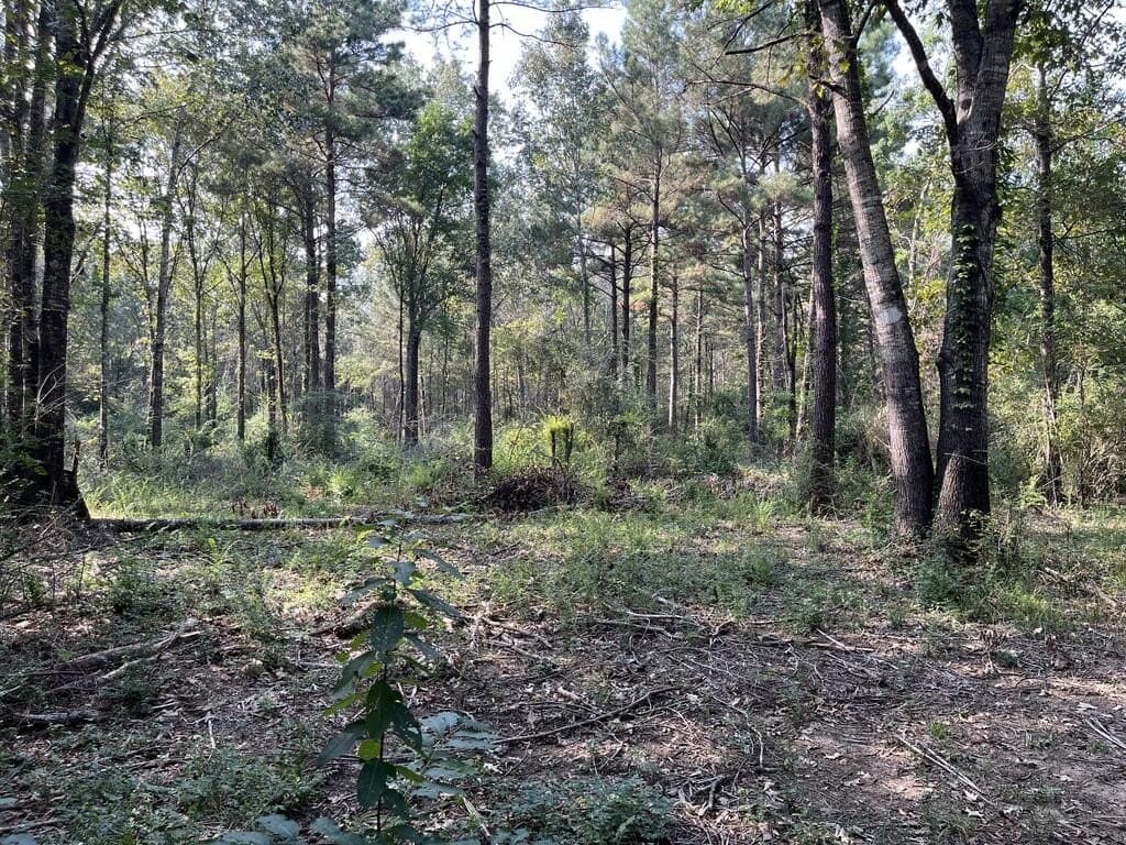 24.6 acres in Texas County - photo 2