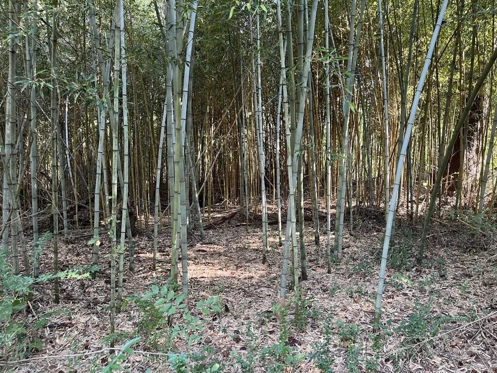24.6 acres in Texas County - photo 9