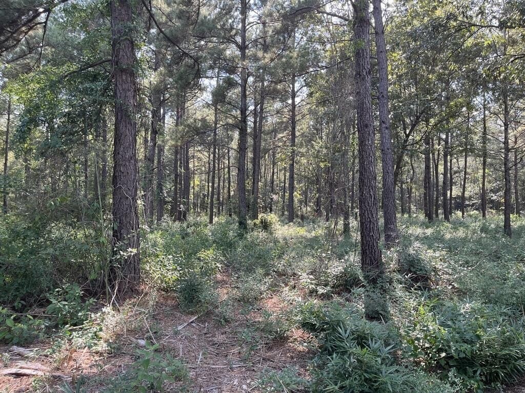 24.6 acres in Texas County - photo 7