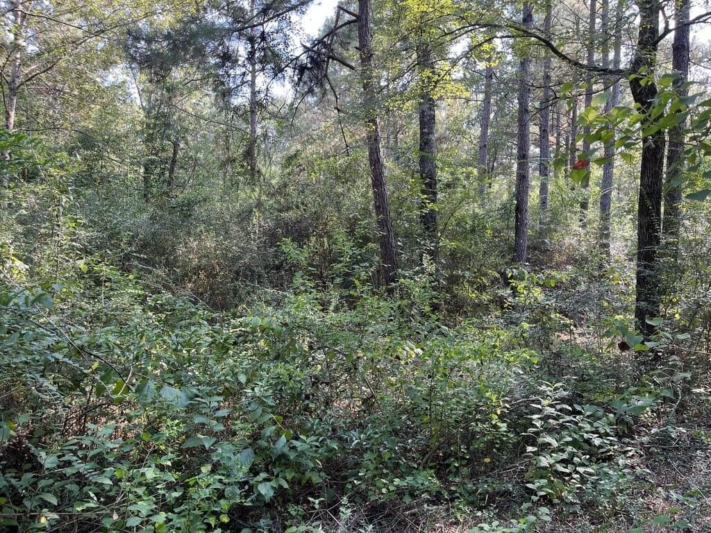 24.6 acres in Texas County - photo 3