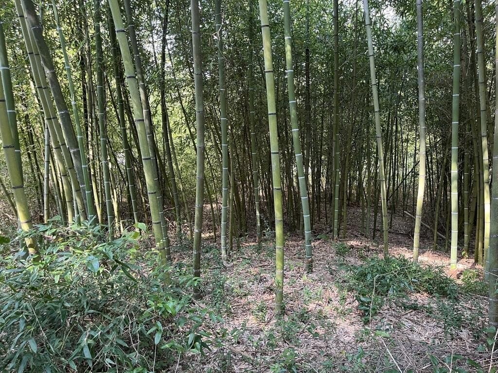 24.6 acres in Texas County - photo 4